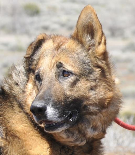 Enlarge Gunner, a Adoptable German Shepherd Dog in Tehachapi, CA image 2/3