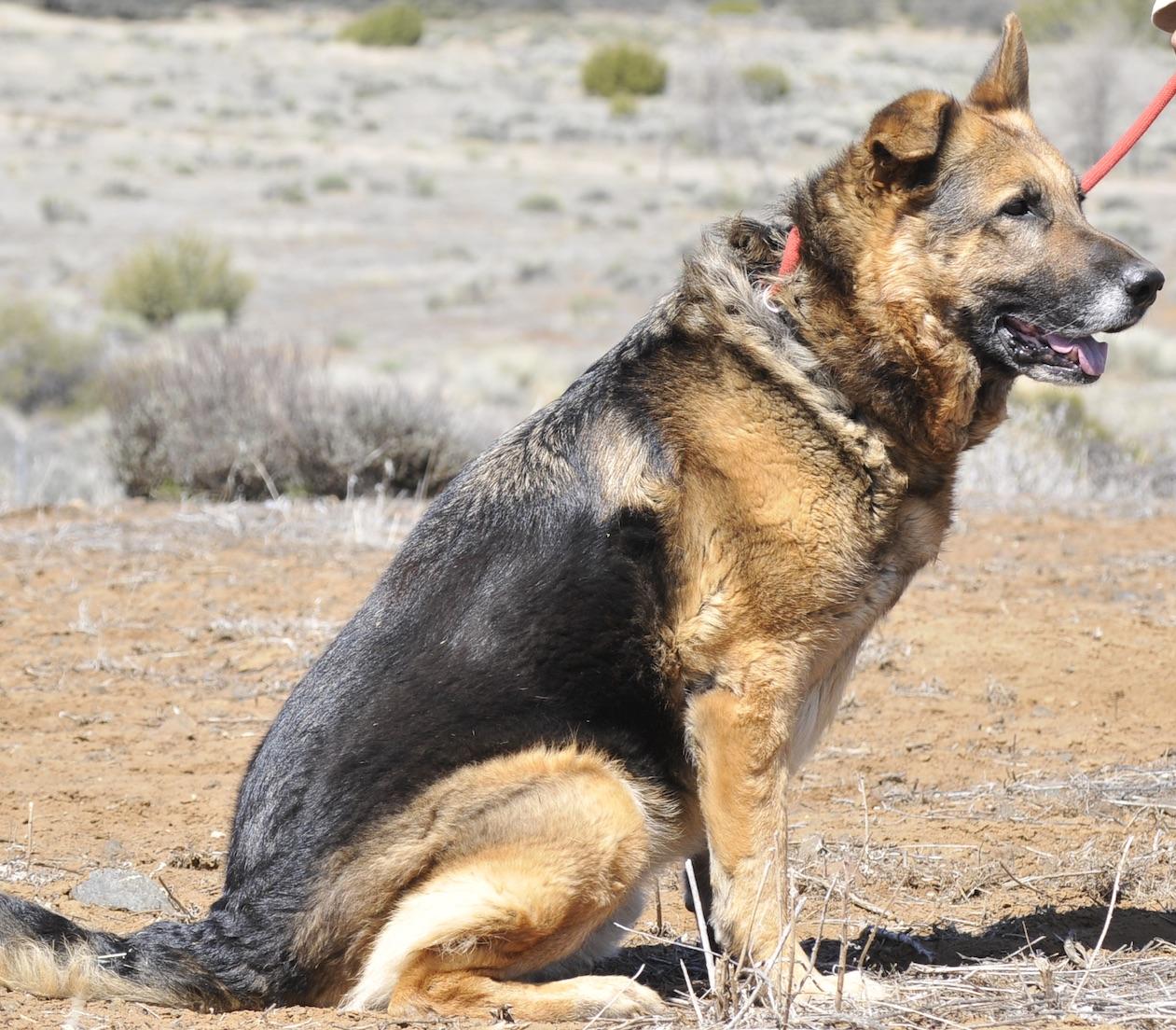 Enlarge Gunner, a Adoptable German Shepherd Dog in Tehachapi, CA image 3/3