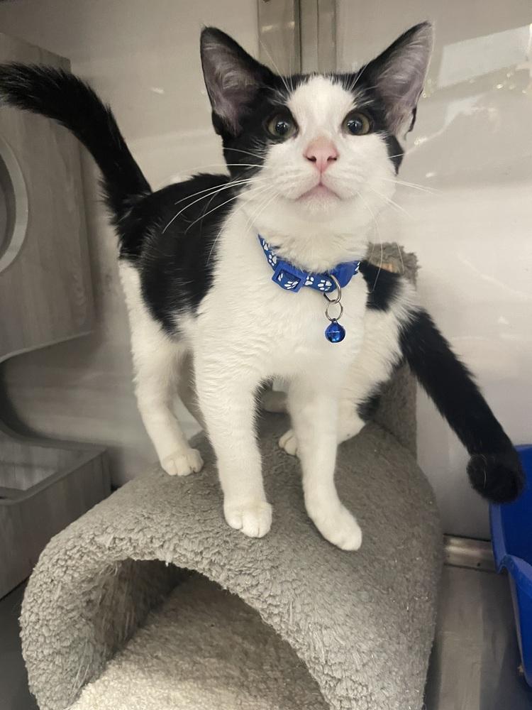 Canoe, Adoptable, Kitten Male Domestic Short Hair.