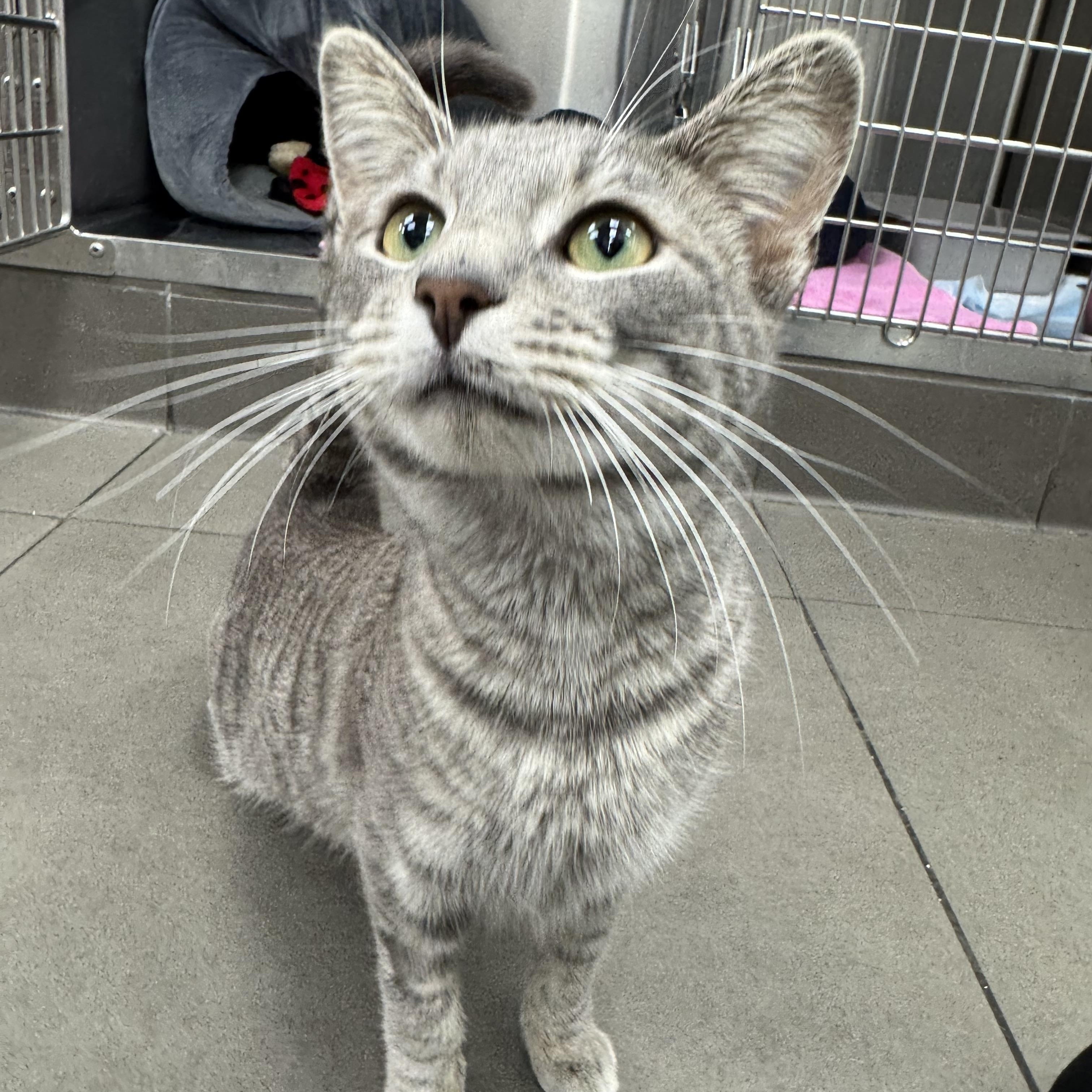 Enlarge Mio, a ADOPTABLE Domestic Short Hair in New York, NY image 1/5