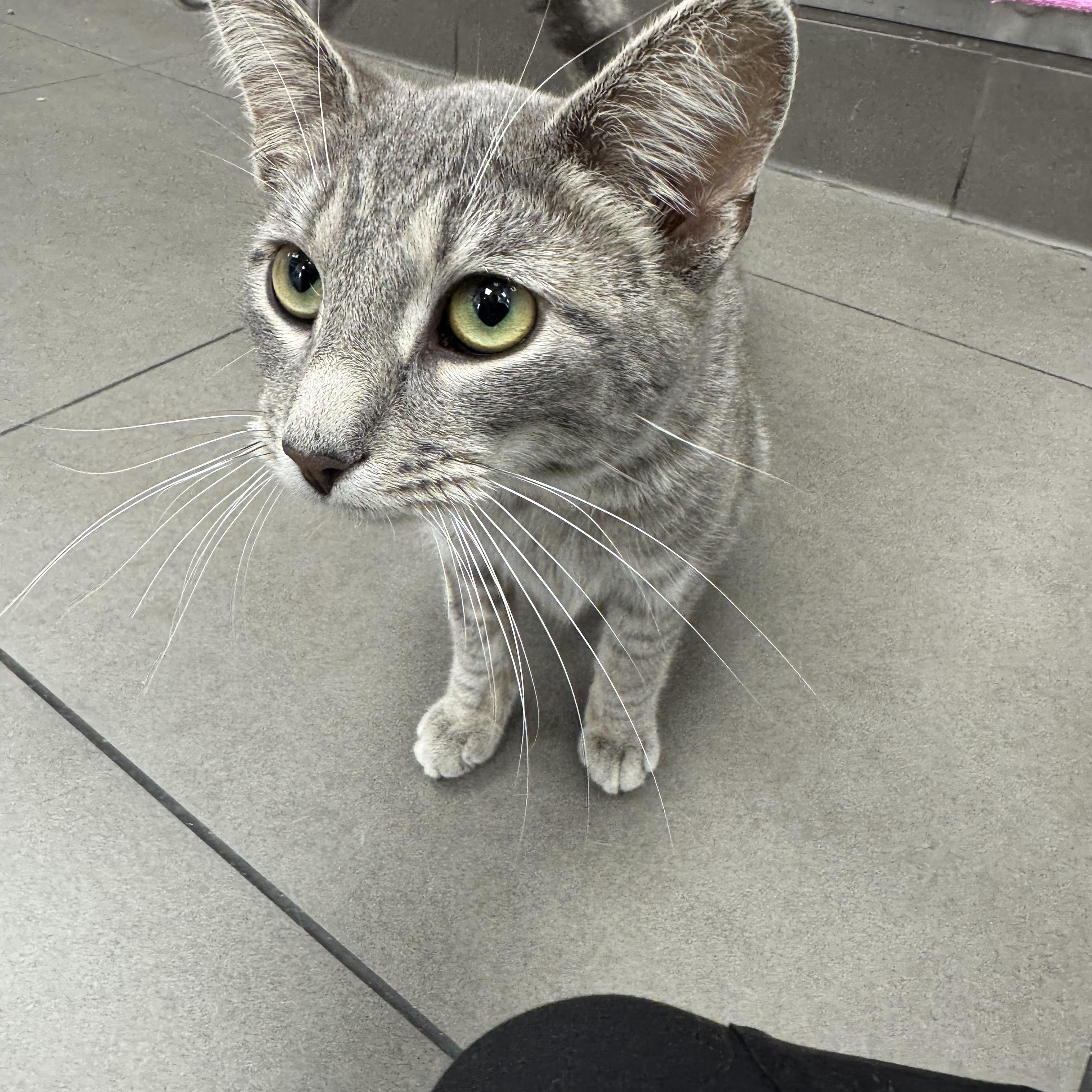 Enlarge Mio, a ADOPTABLE Domestic Short Hair in New York, NY image 5/5