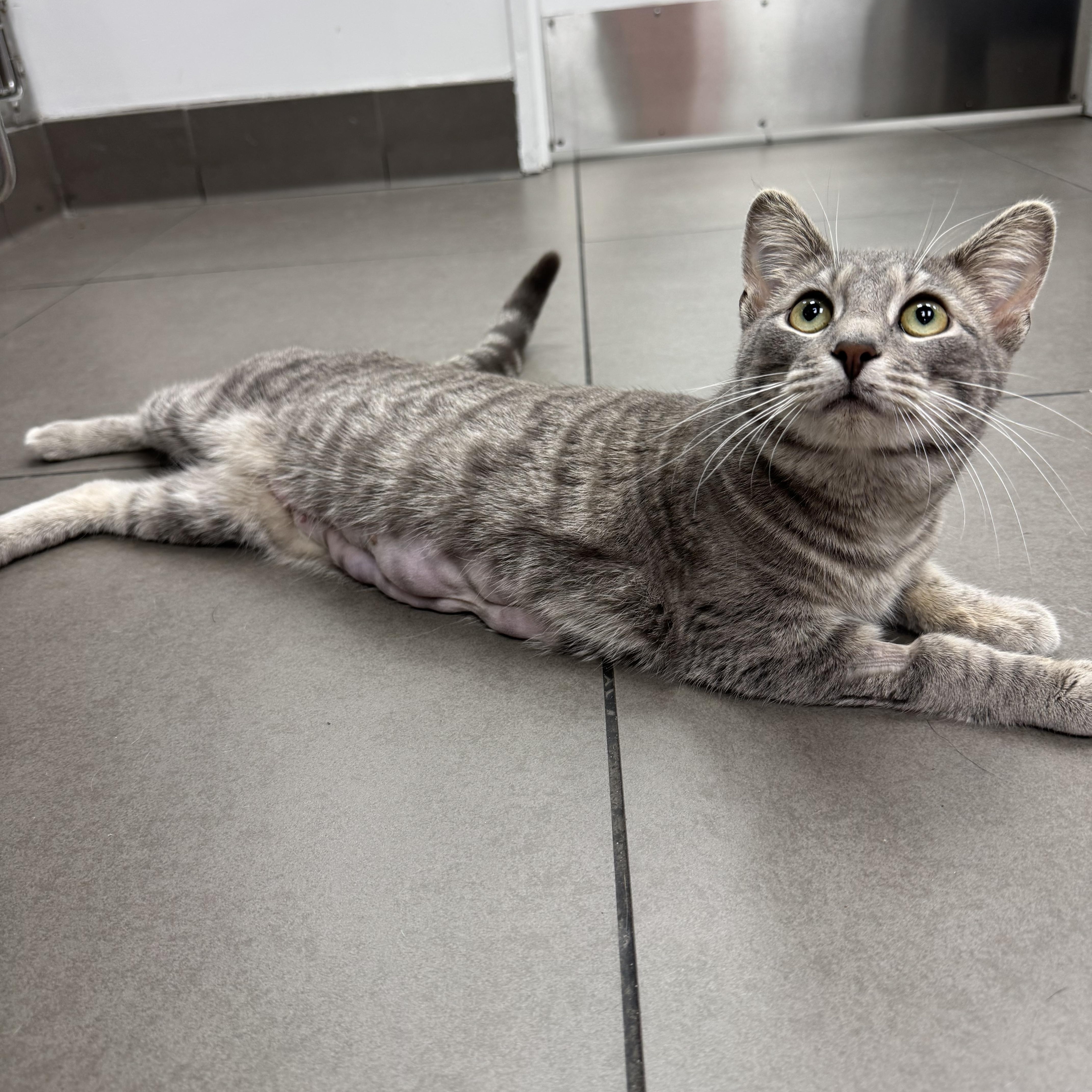 Enlarge Mio, a ADOPTABLE Domestic Short Hair in New York, NY image 4/5