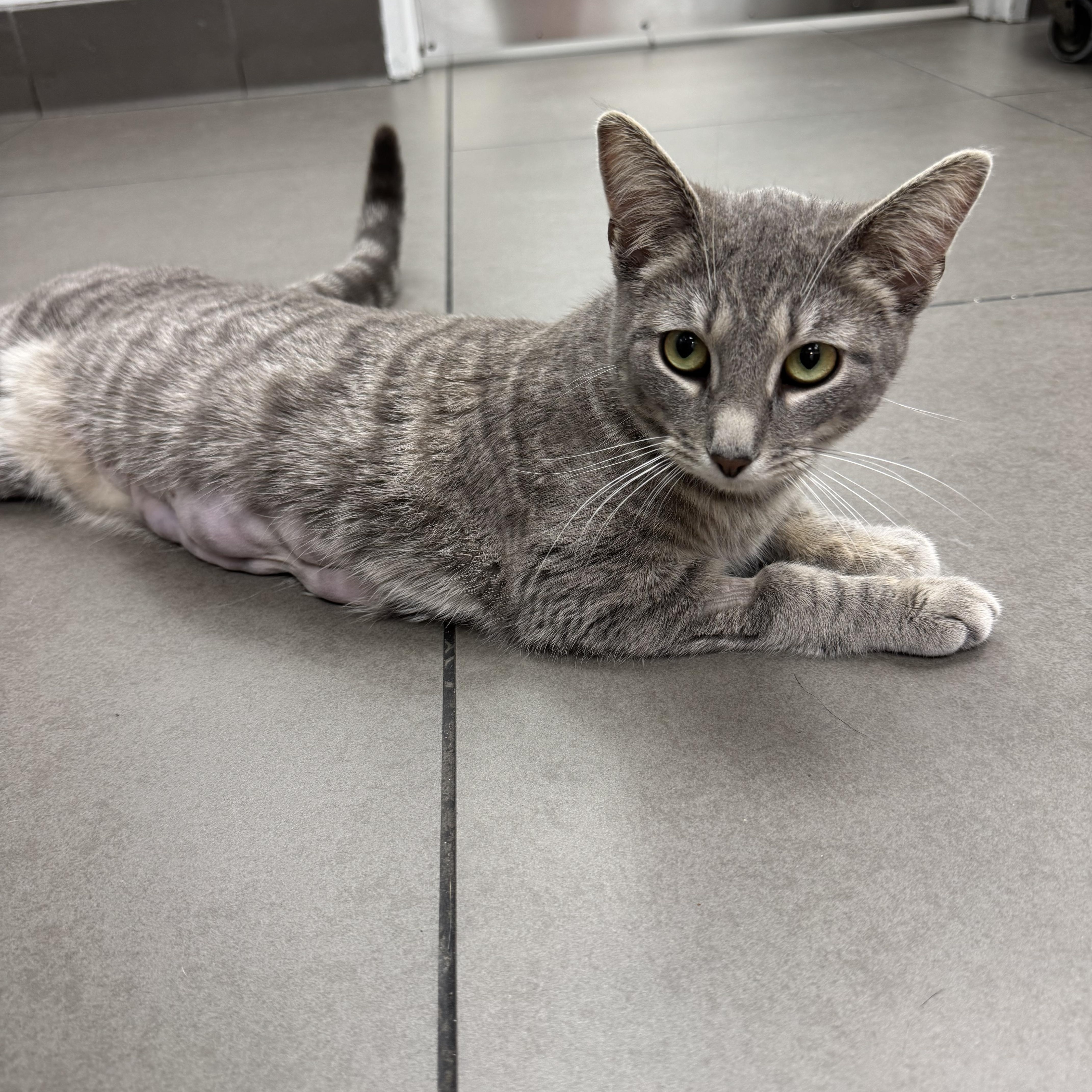 Enlarge Mio, a ADOPTABLE Domestic Short Hair in New York, NY image 2/5