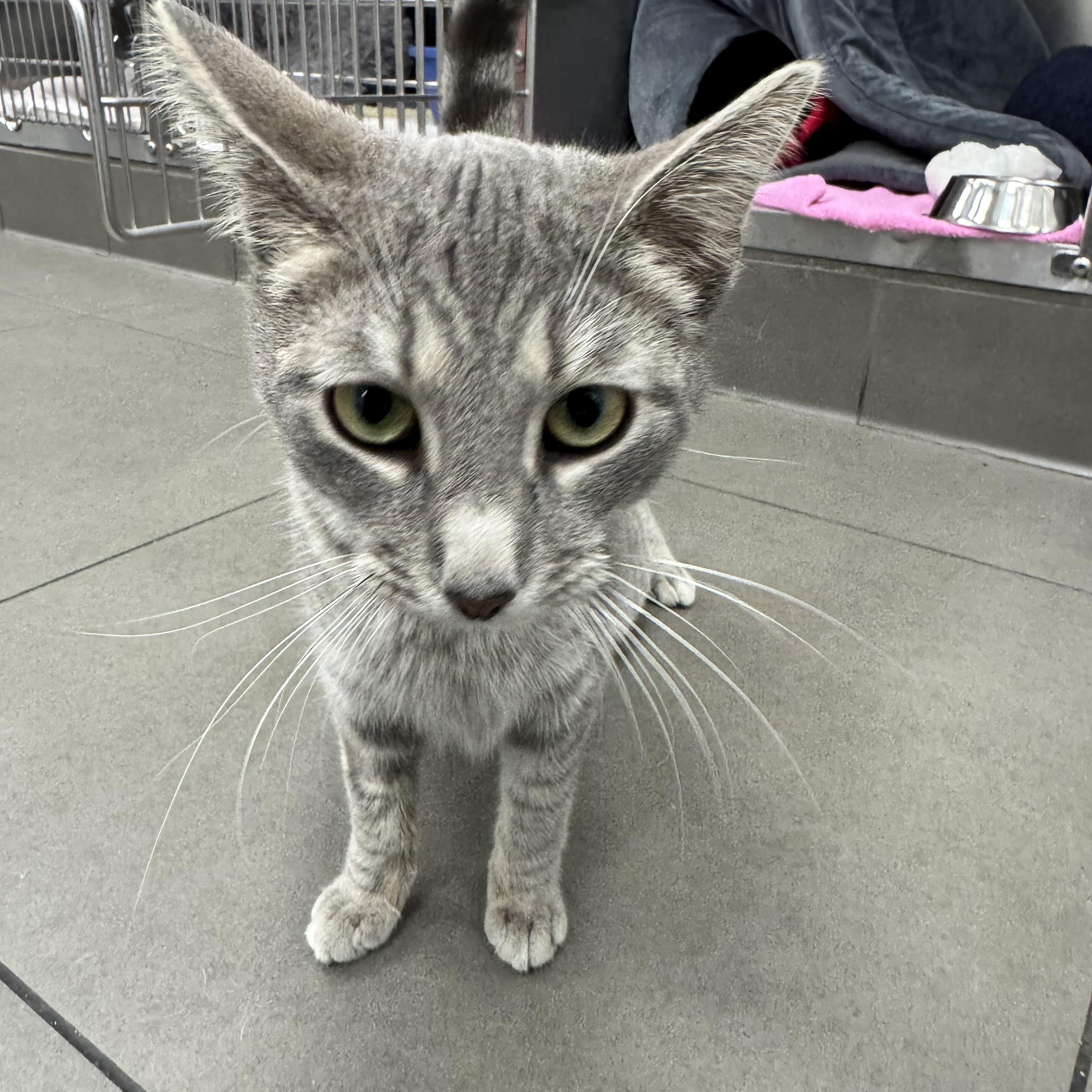 Enlarge Mio, a ADOPTABLE Domestic Short Hair in New York, NY image 3/5