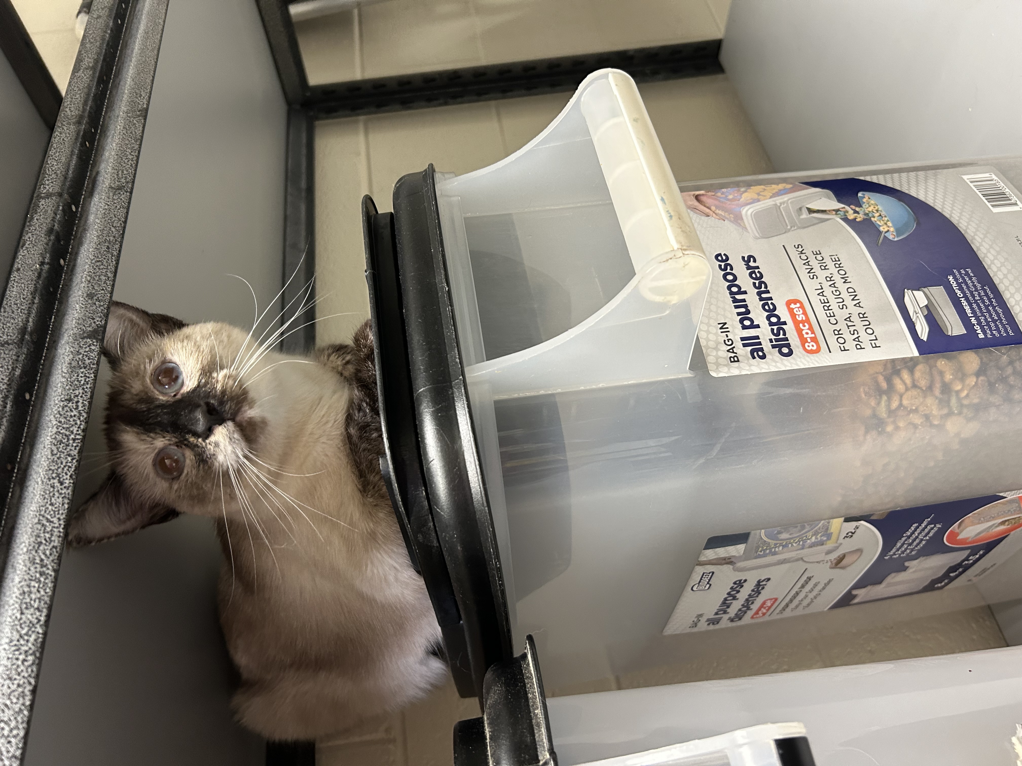 Aurora, an adopted Siamese in Elberon, VA_image-1