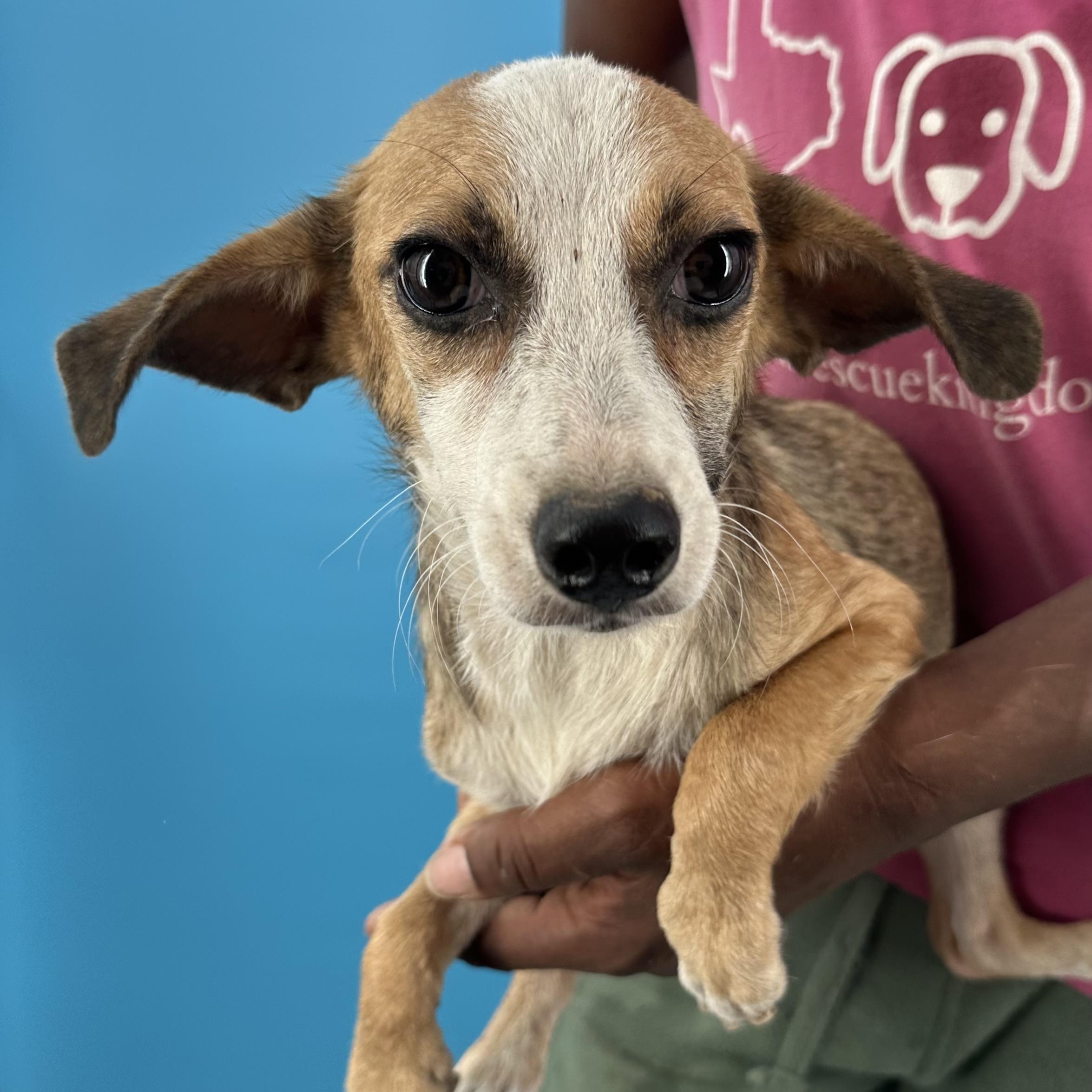 Enlarge Crystal - Local October 9-11, a Adoptable mixed breed in Beaverton , OR image 1/6