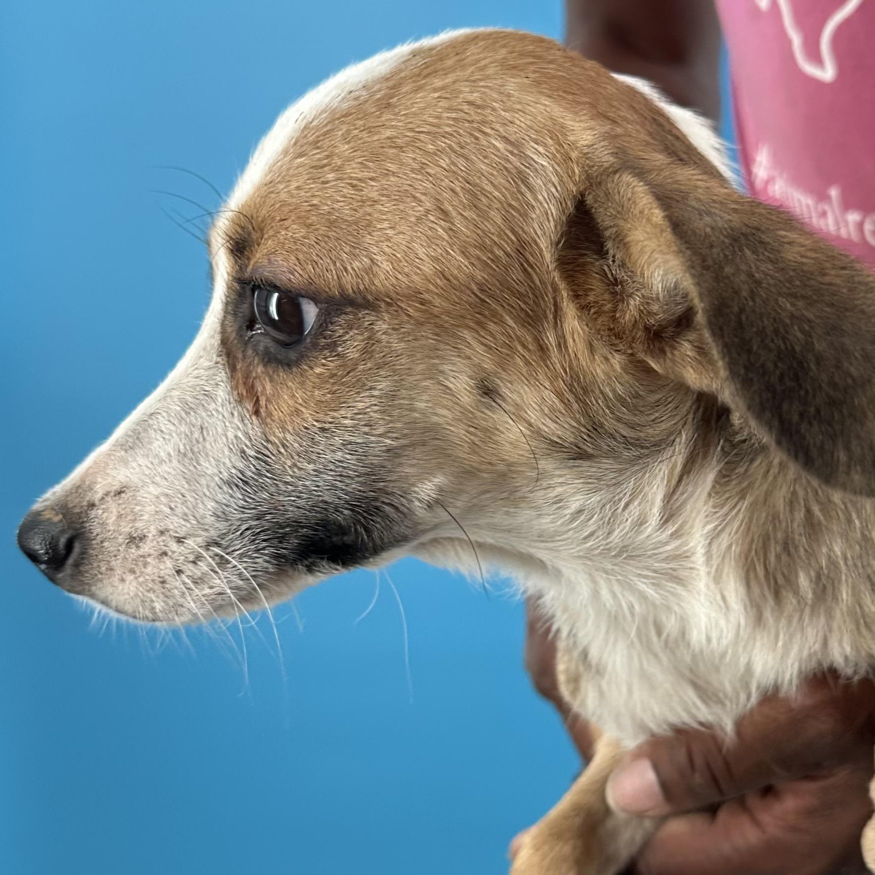 Enlarge Crystal - Local October 9-11, a Adoptable mixed breed in Beaverton , OR image 3/6
