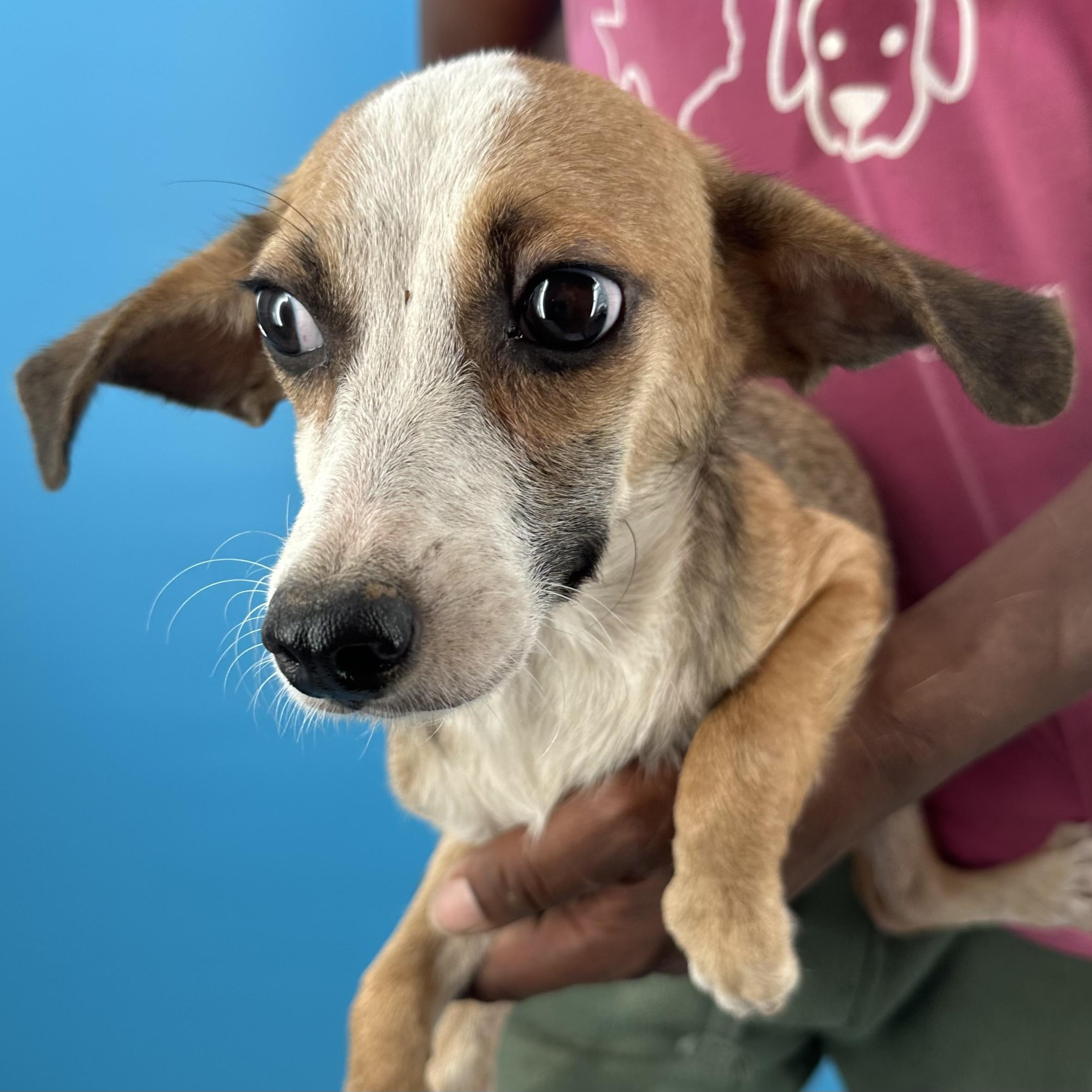 Enlarge Crystal - Local October 9-11, a Adoptable mixed breed in Beaverton , OR image 4/6
