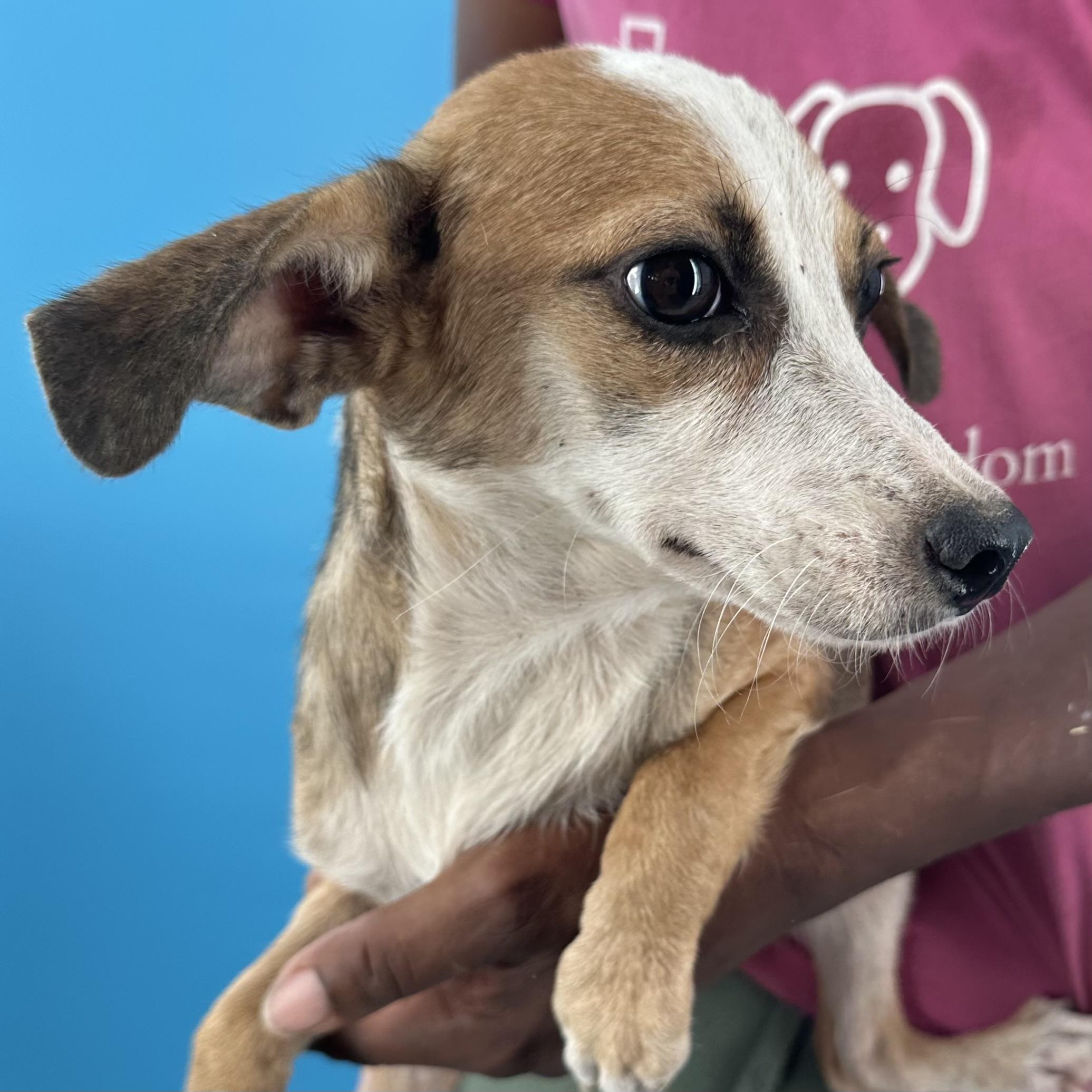 Enlarge Crystal - Local October 9-11, a Adoptable mixed breed in Beaverton , OR image 2/6