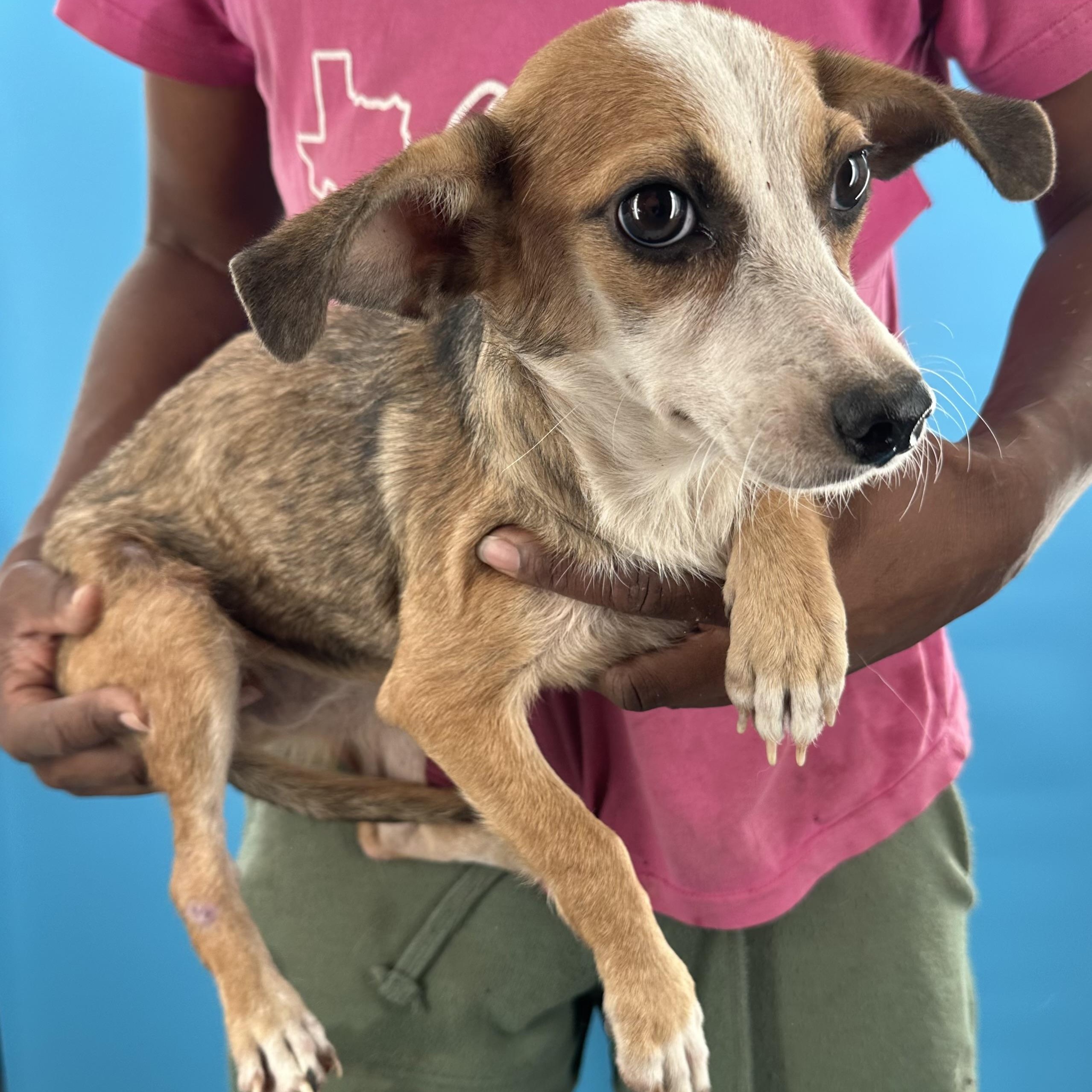 Enlarge Crystal - Local October 9-11, a Adoptable mixed breed in Beaverton , OR image 6/6