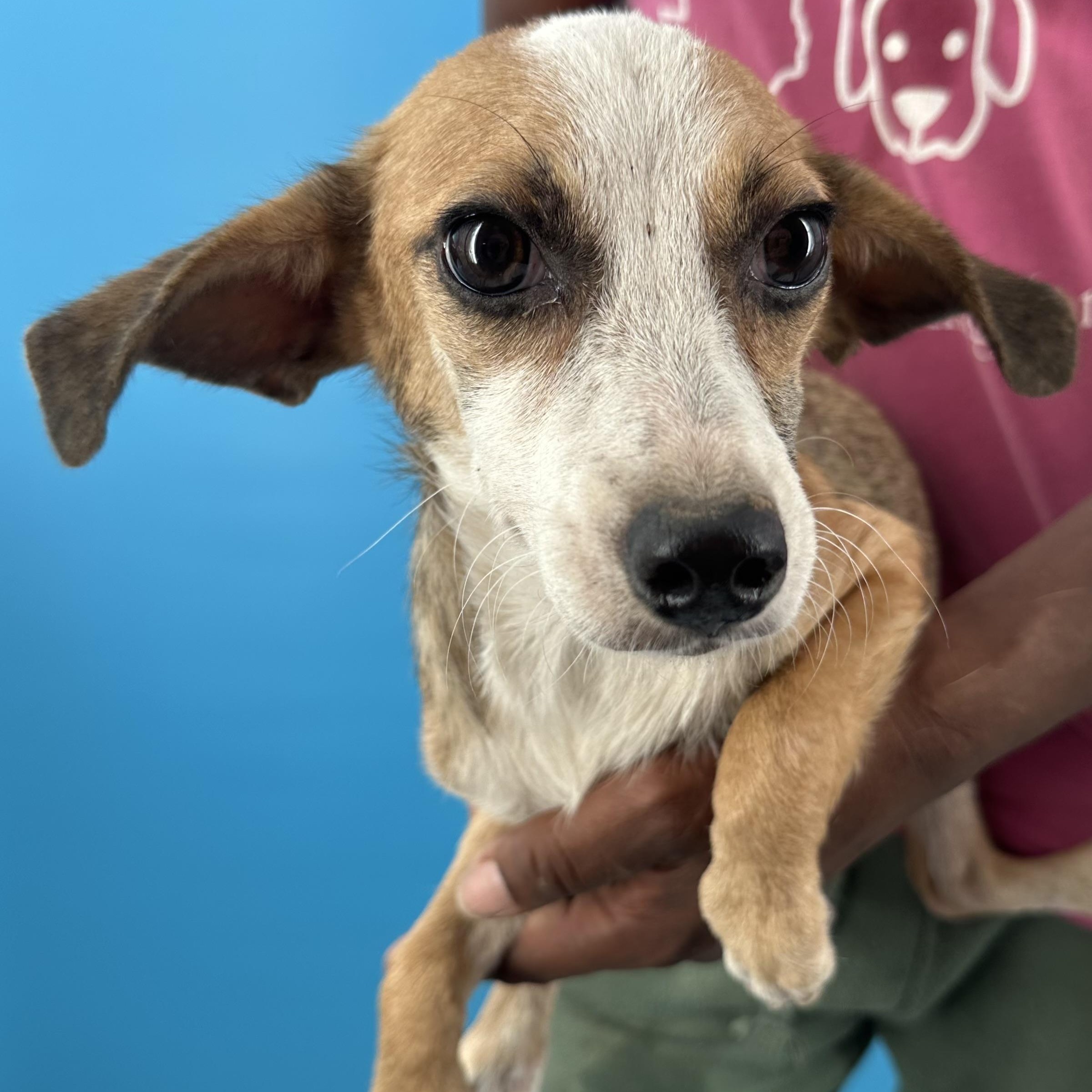 Enlarge Crystal - Local October 9-11, a Adoptable mixed breed in Beaverton , OR image 5/6