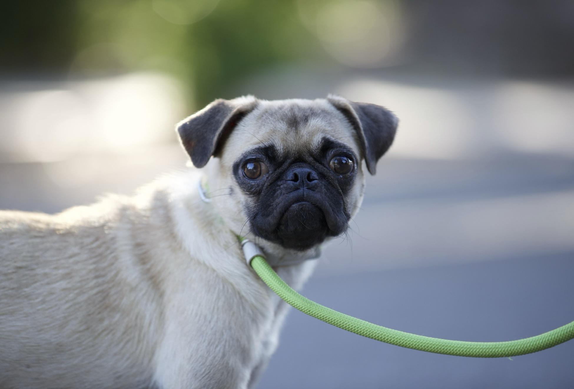 Enlarge Paisley the Pug, an adoption pending Pug in San Francisco , CA image 1/8