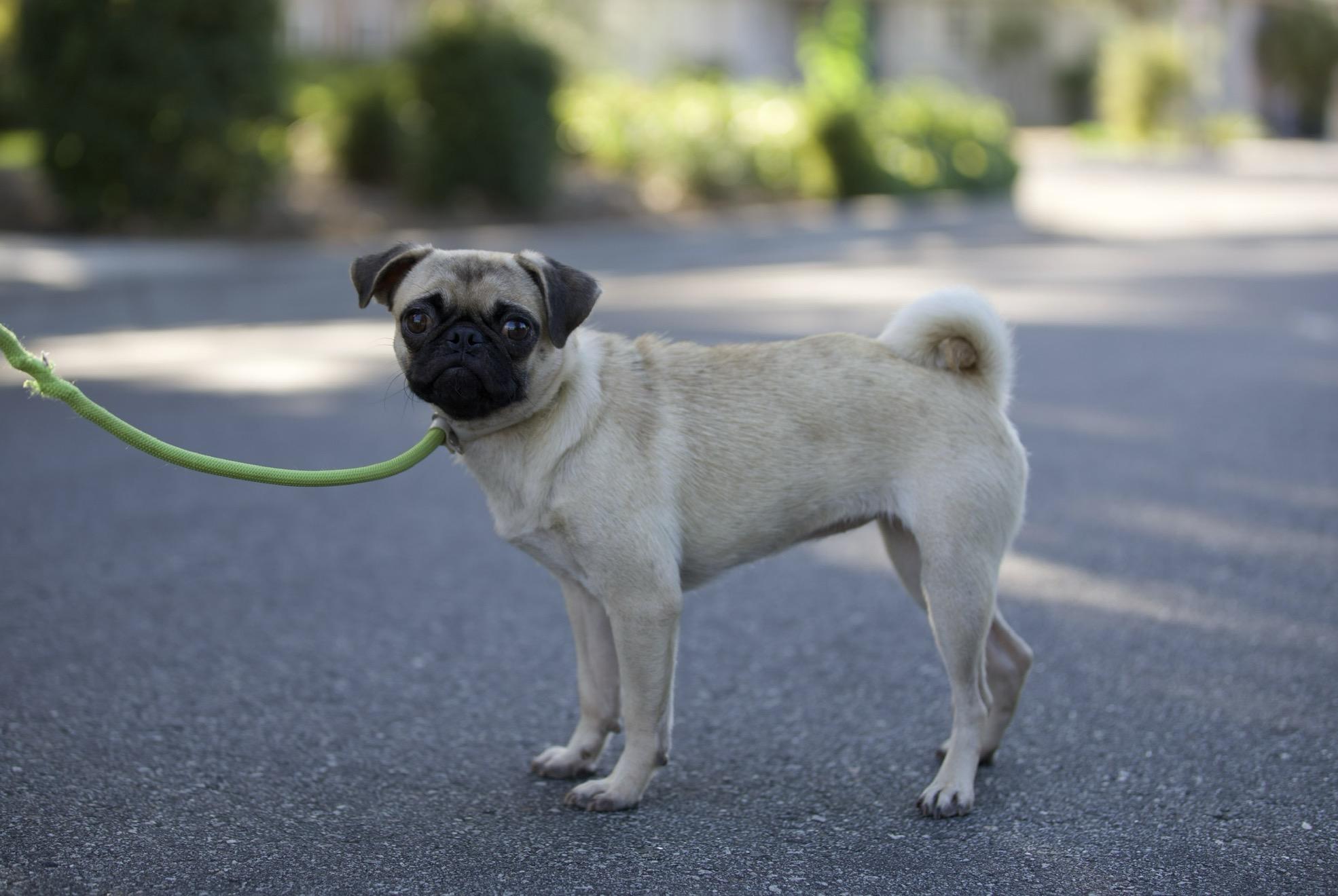 Enlarge Paisley the Pug, an adoption pending Pug in San Francisco , CA image 2/8