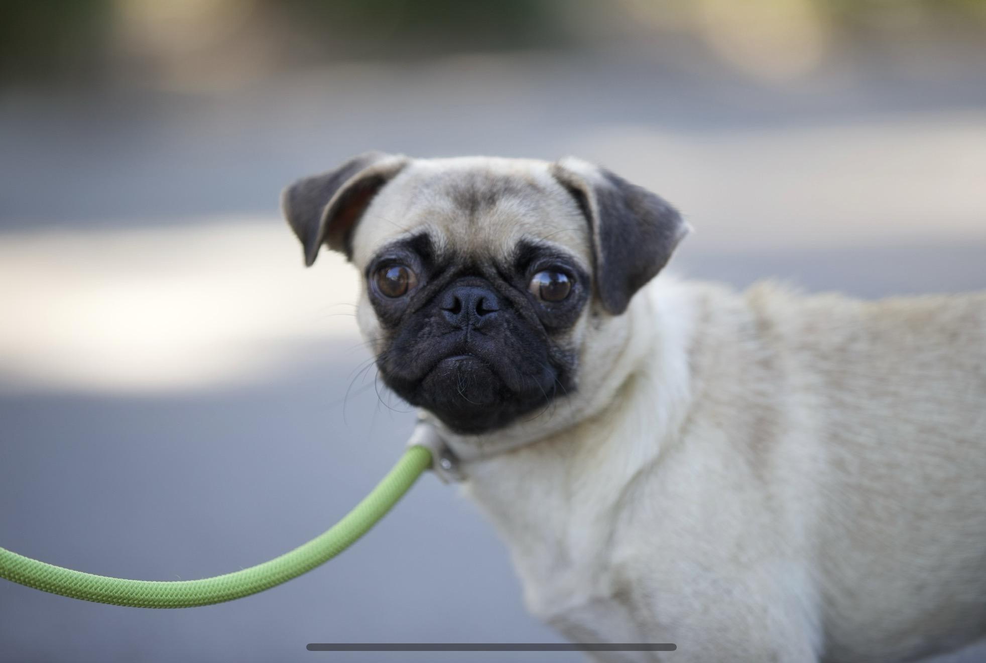 Enlarge Paisley the Pug, an adoption pending Pug in San Francisco , CA image 5/8