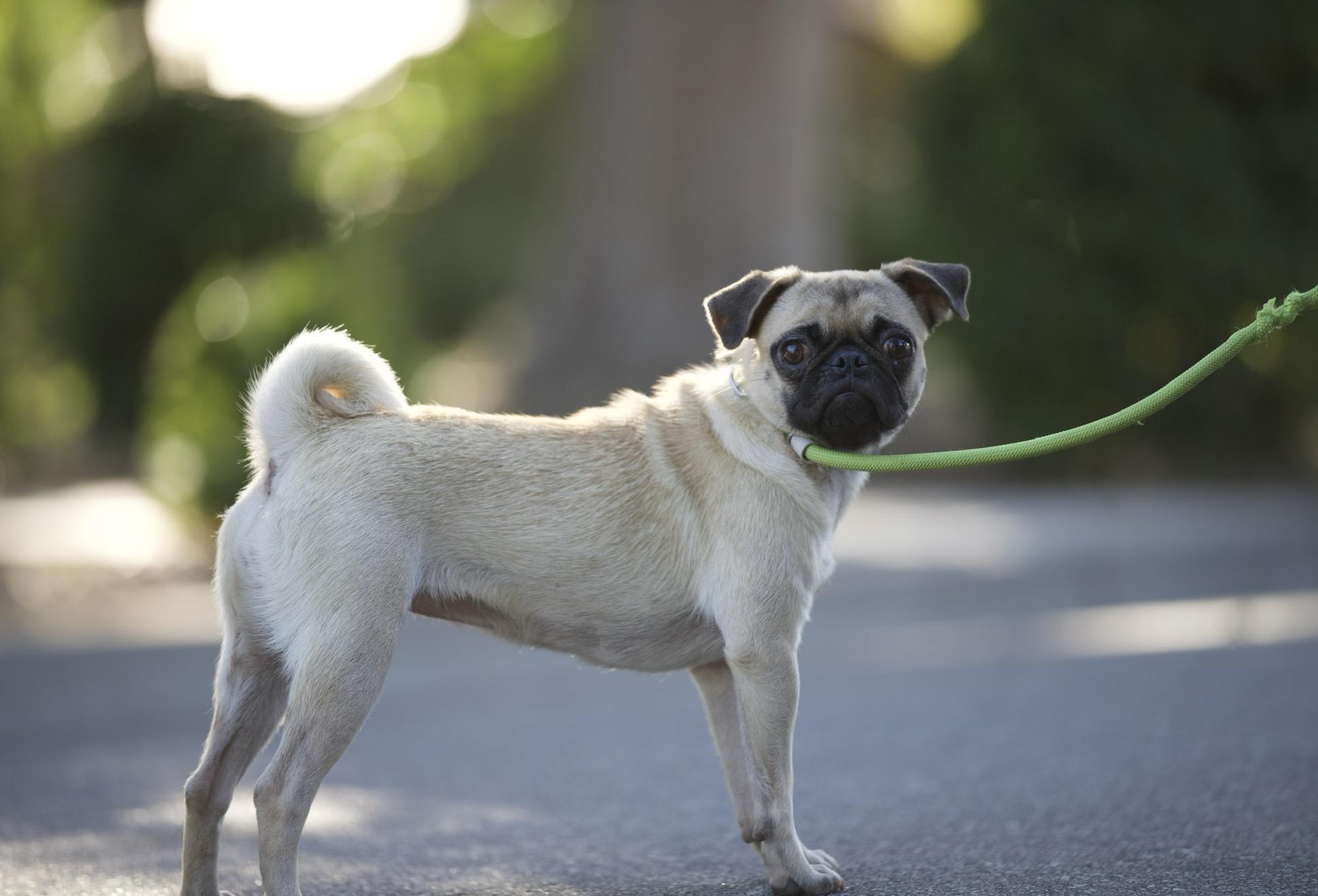 Enlarge Paisley the Pug, an adoption pending Pug in San Francisco , CA image 6/8
