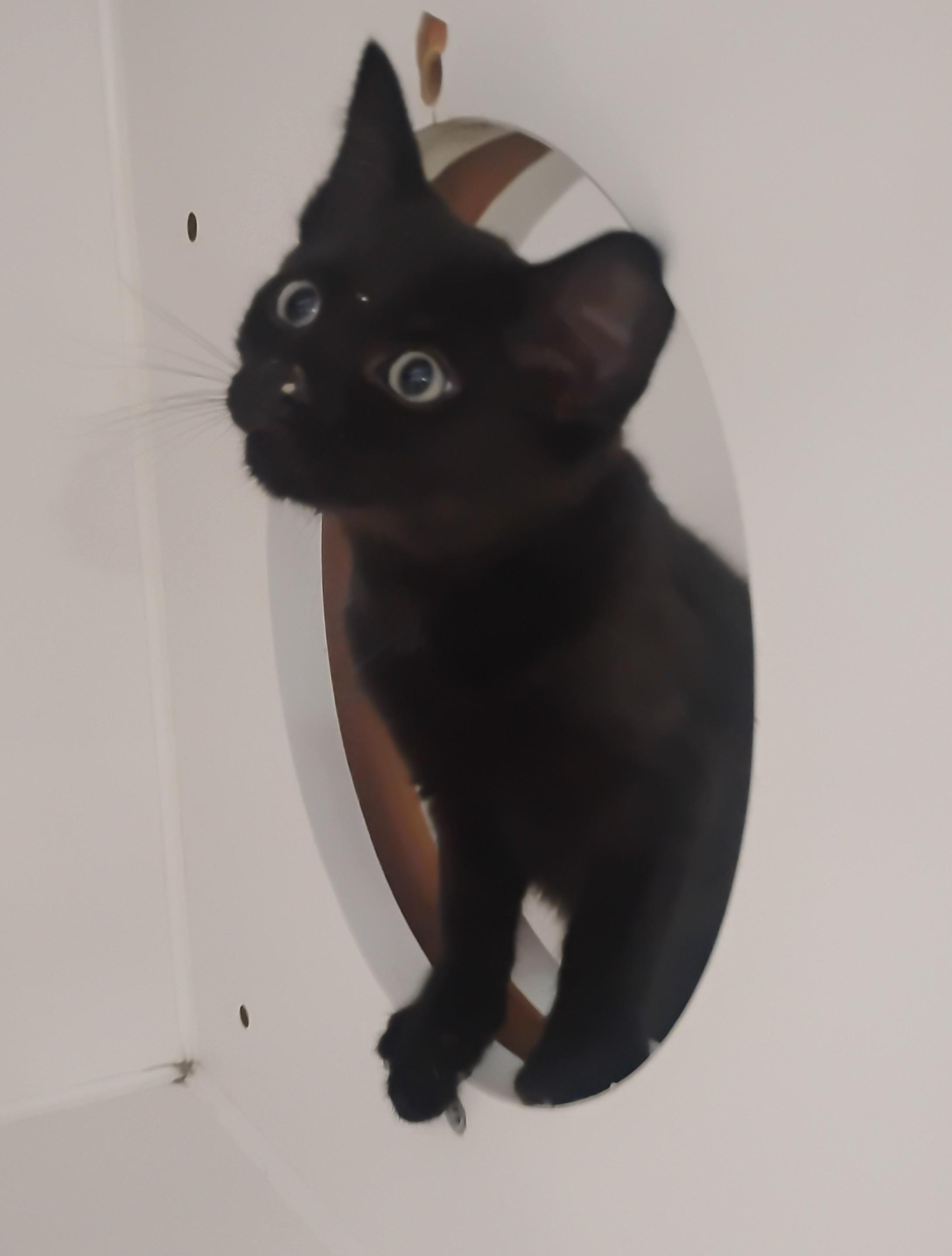 Enlarge Spot, a ADOPTABLE Domestic Short Hair in Springfield, MA image 1/1