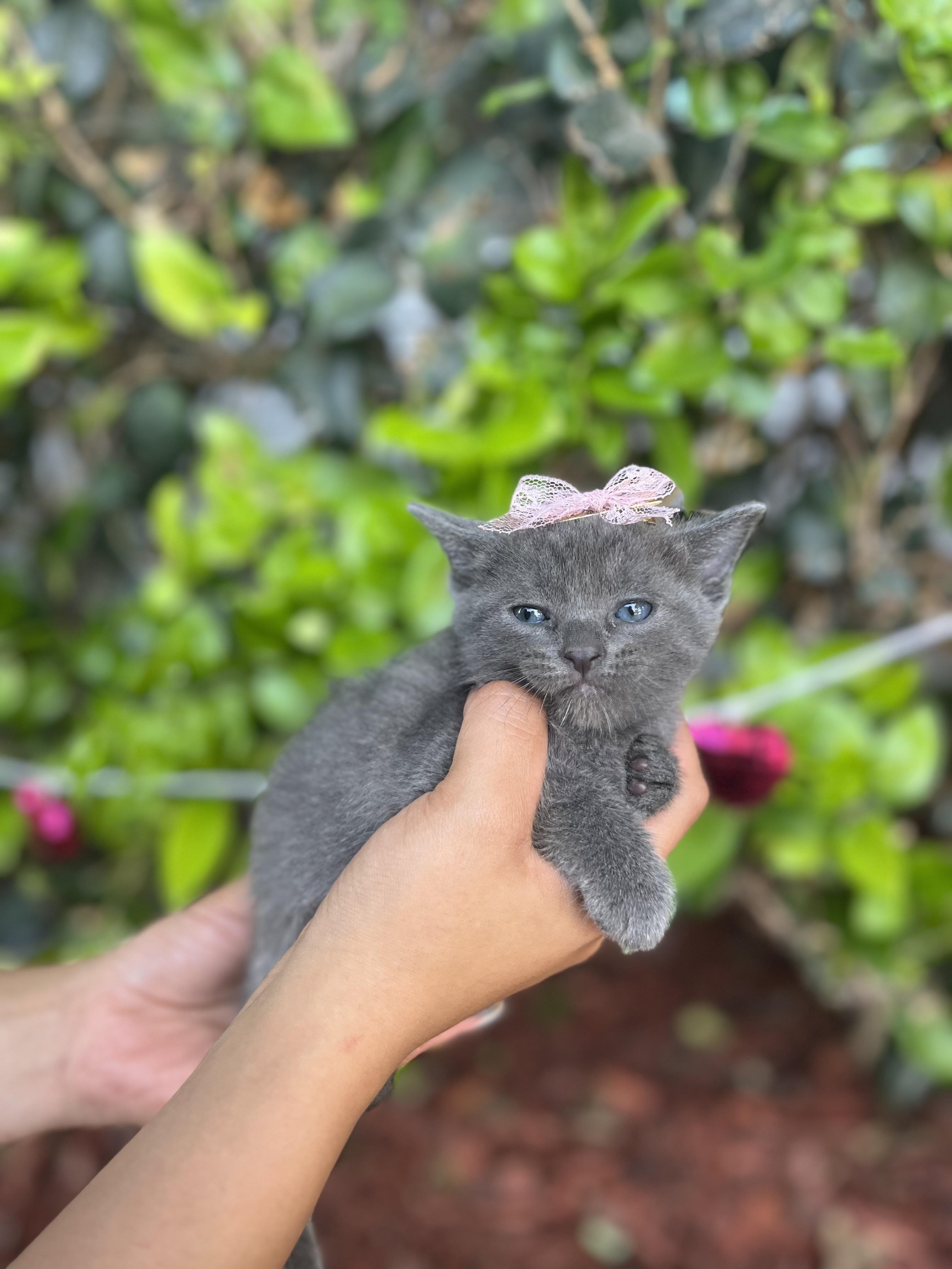 Enlarge Tate, an adopted Russian Blue in South El Monte, CA image 4/5