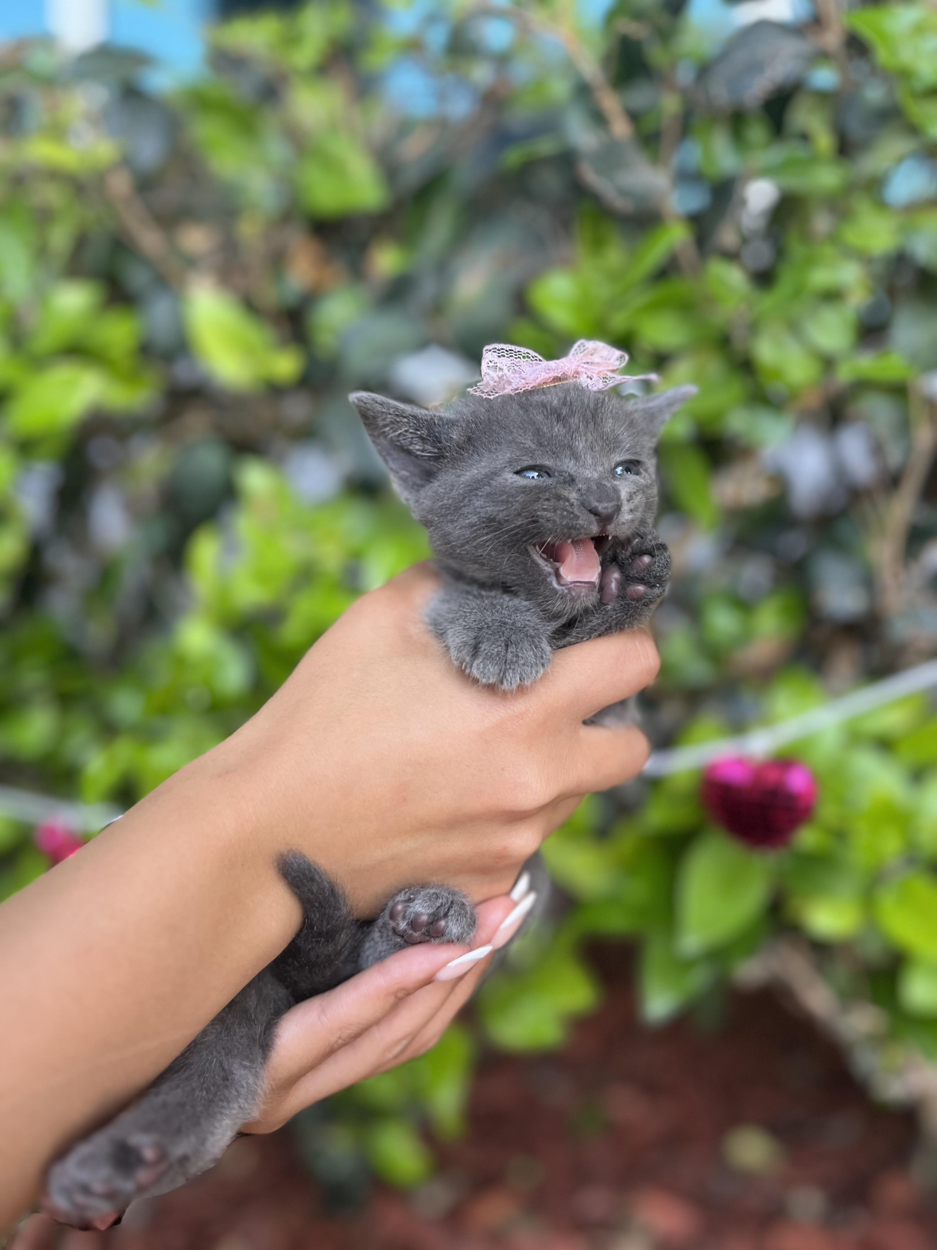 Enlarge Tate, an adopted Russian Blue in South El Monte, CA image 5/5