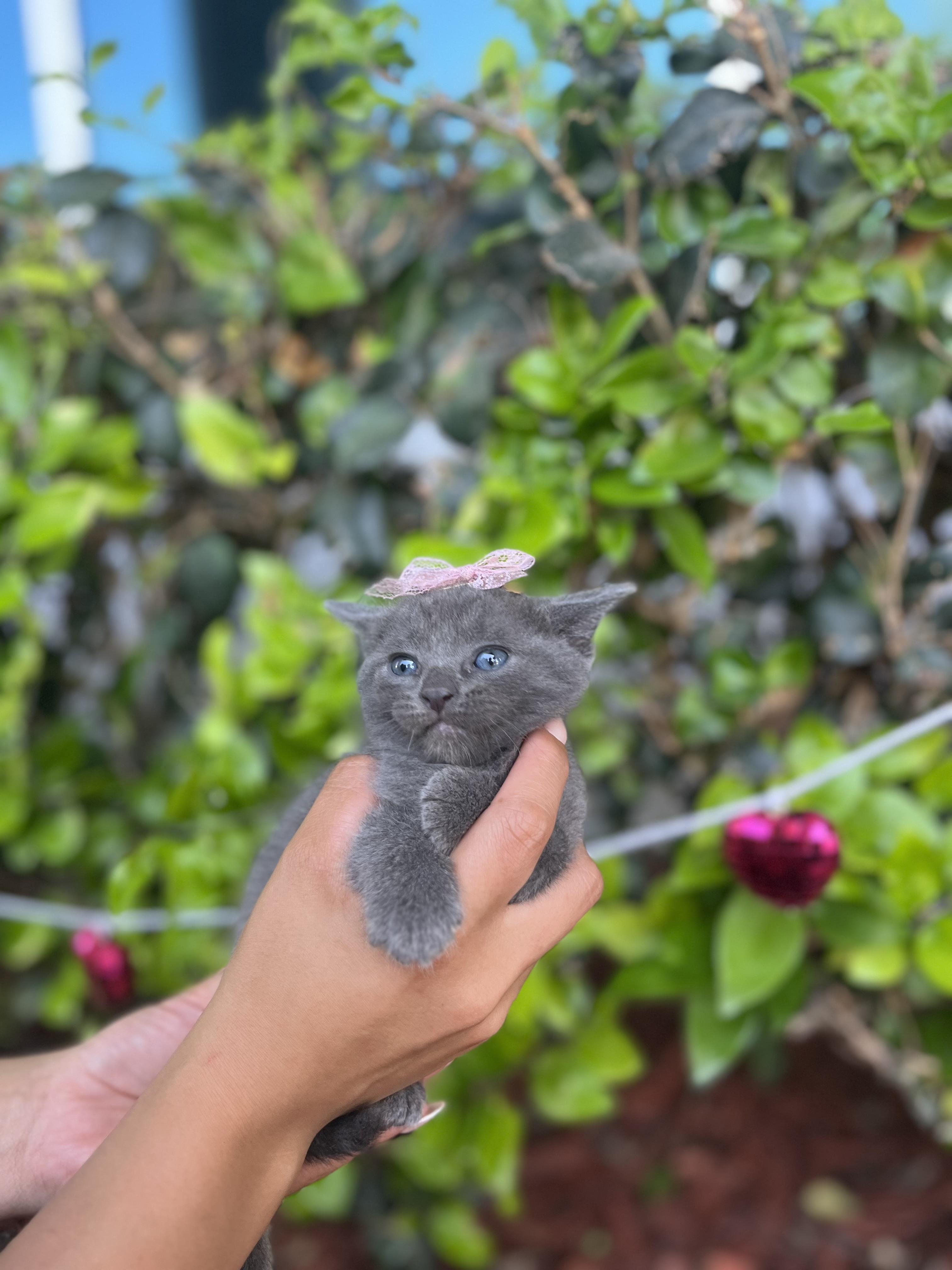 Enlarge Tate, an adopted Russian Blue in South El Monte, CA image 2/5