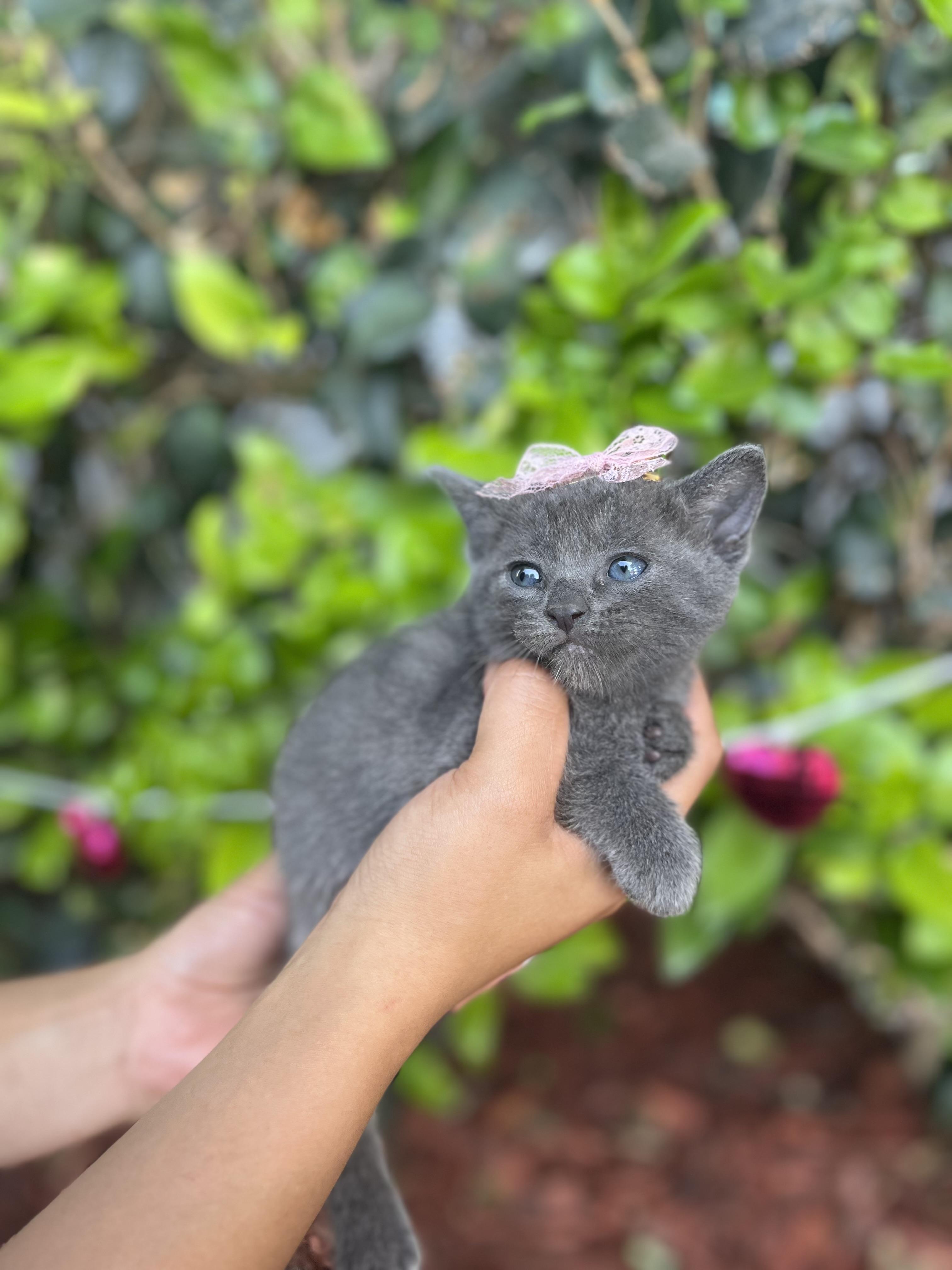 Enlarge Tate, an adopted Russian Blue in South El Monte, CA image 3/5