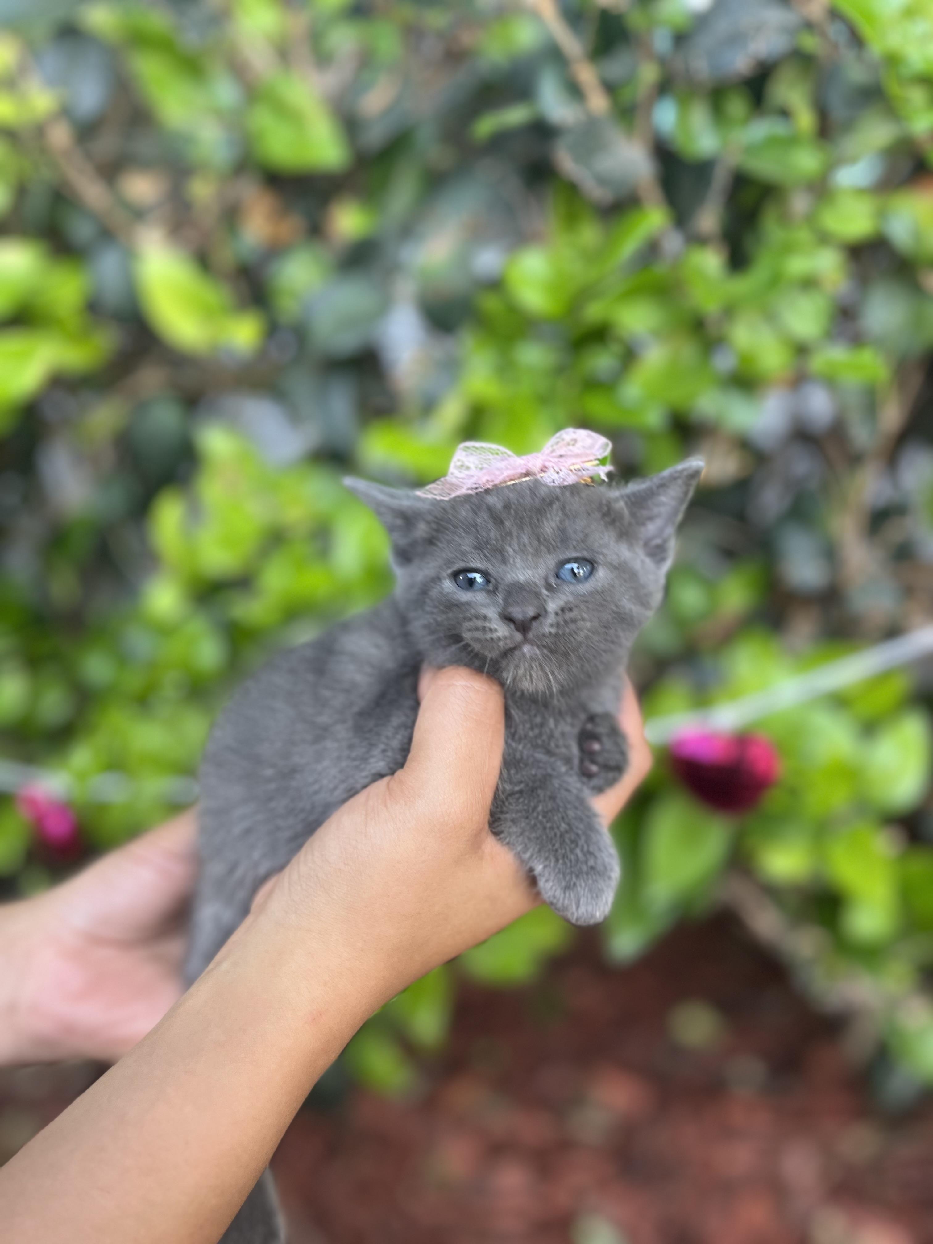 Tate, adopted, Kitten Female Russian Blue.