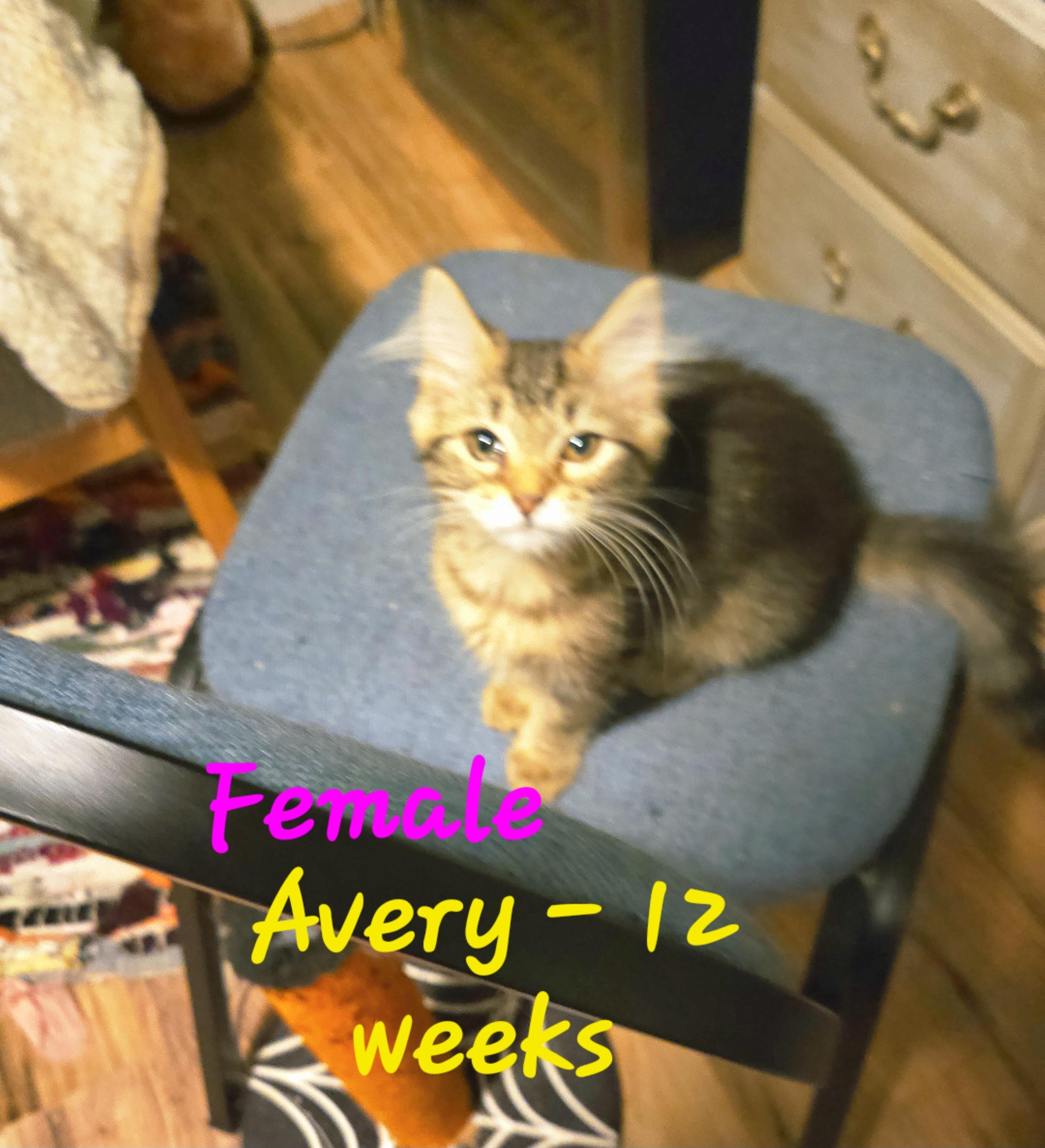 Enlarge Avery, Colin, Harper, Simon, a Adoptable American Shorthair in lexington, SC image 1/5