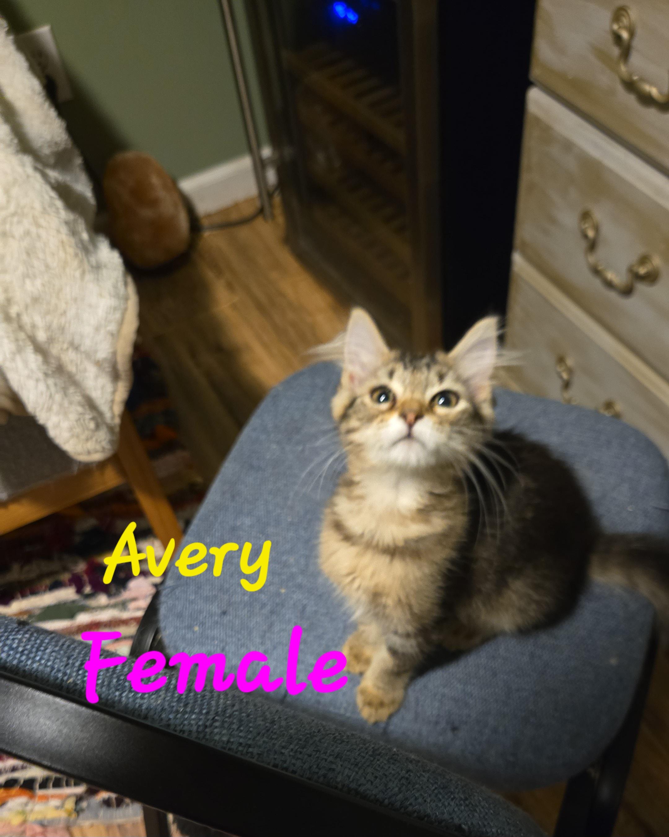 Enlarge Avery, Colin, Harper, Simon, a Adoptable American Shorthair in lexington, SC image 2/5