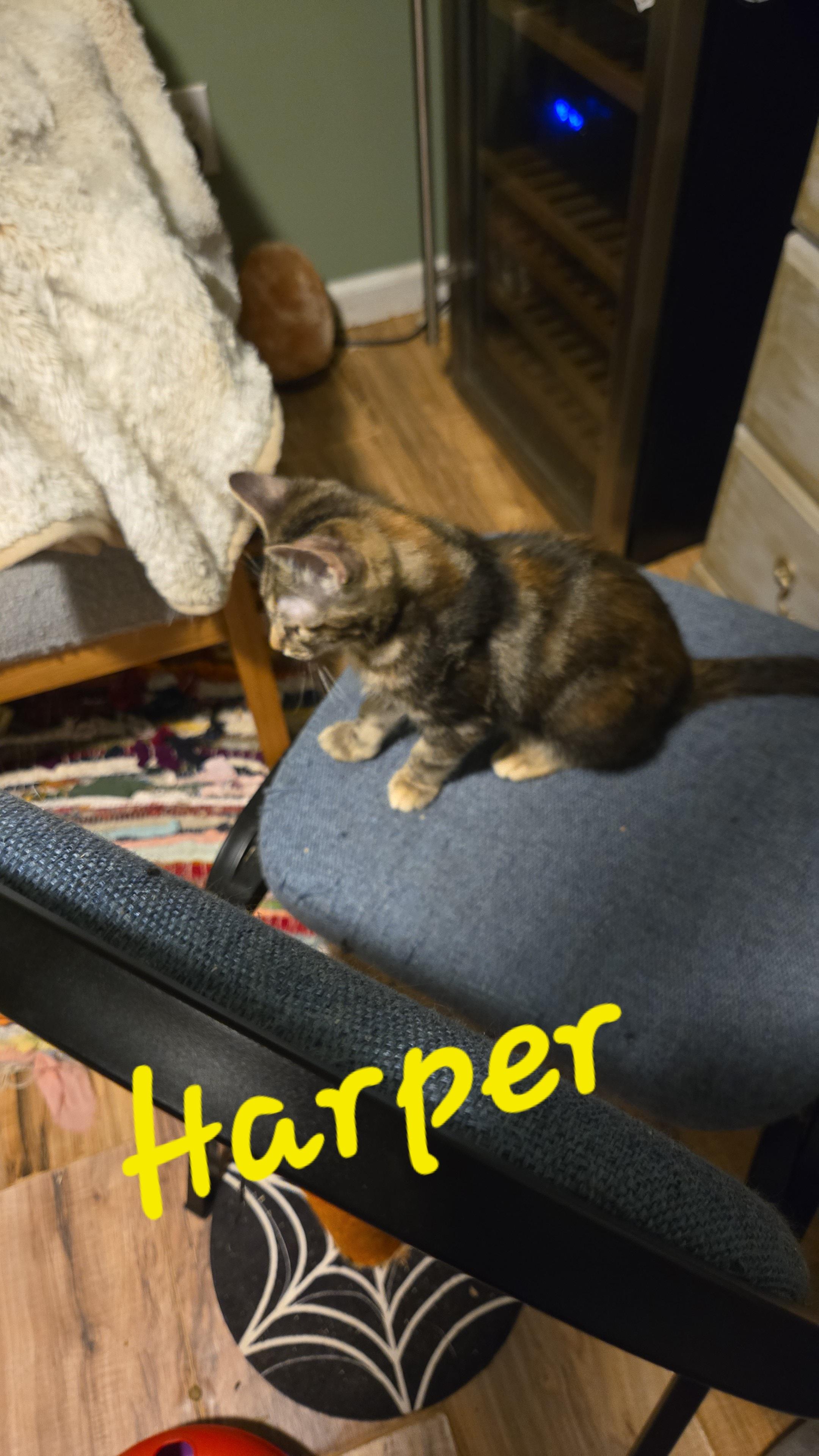 Enlarge Avery, Colin, Harper, Simon, a Adoptable American Shorthair in lexington, SC image 3/5