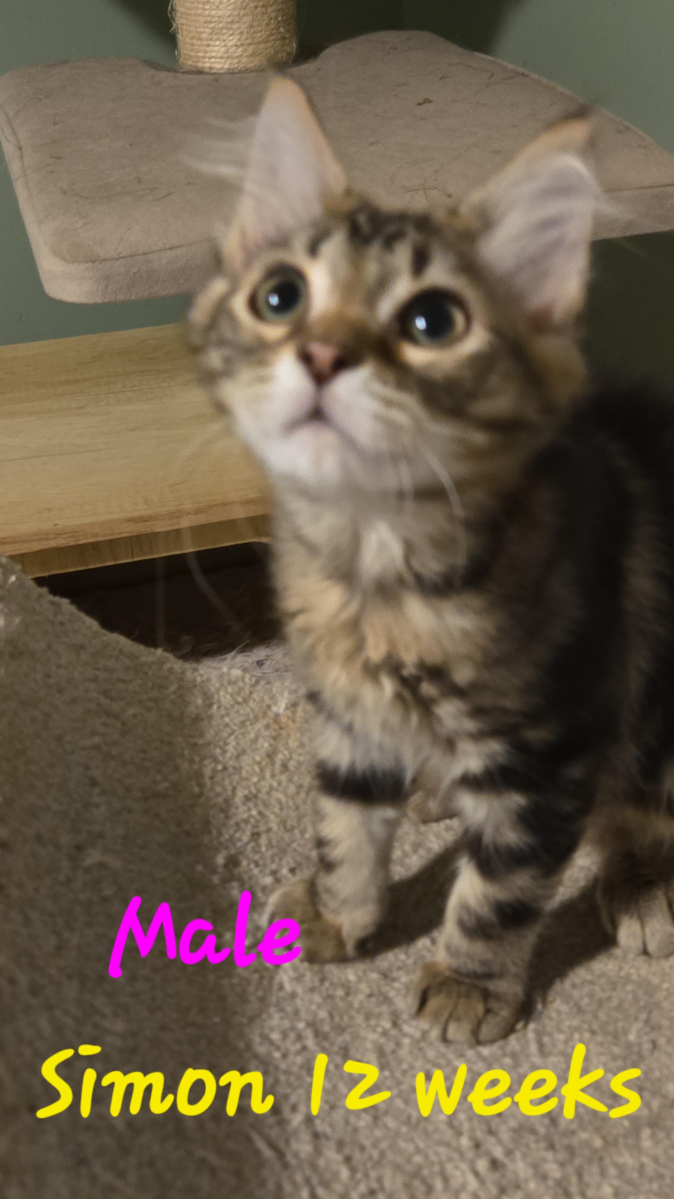 Enlarge Avery, Colin, Harper, Simon, a Adoptable American Shorthair in lexington, SC image 4/5