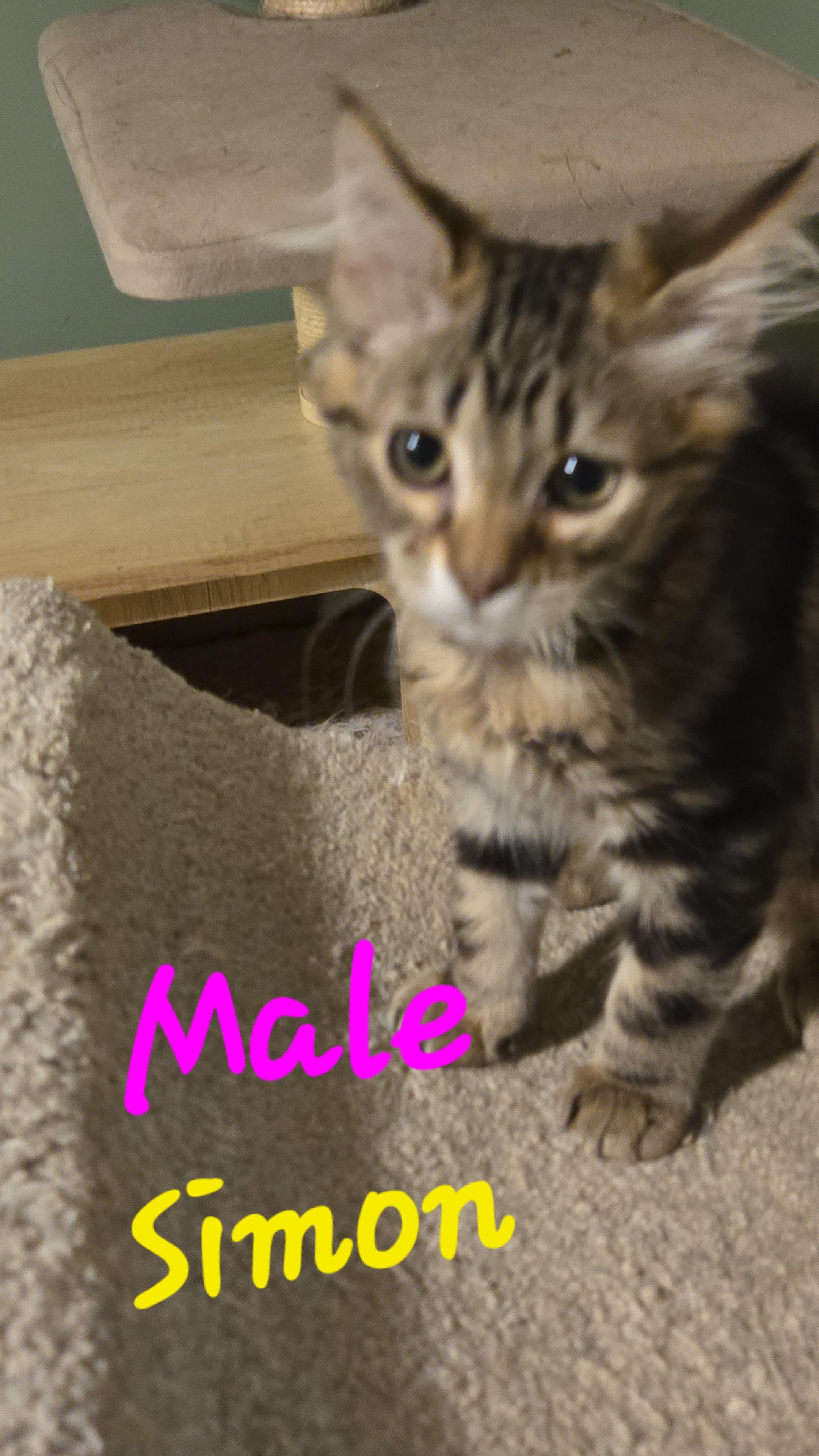 Enlarge Avery, Colin, Harper, Simon, a Adoptable American Shorthair in lexington, SC image 5/5