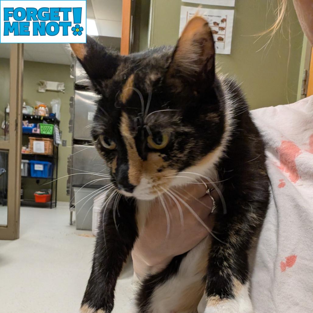 Enlarge Ethelreda Easter Malte, a Adoptable Domestic Short Hair in Baltimore, MD image 1/1