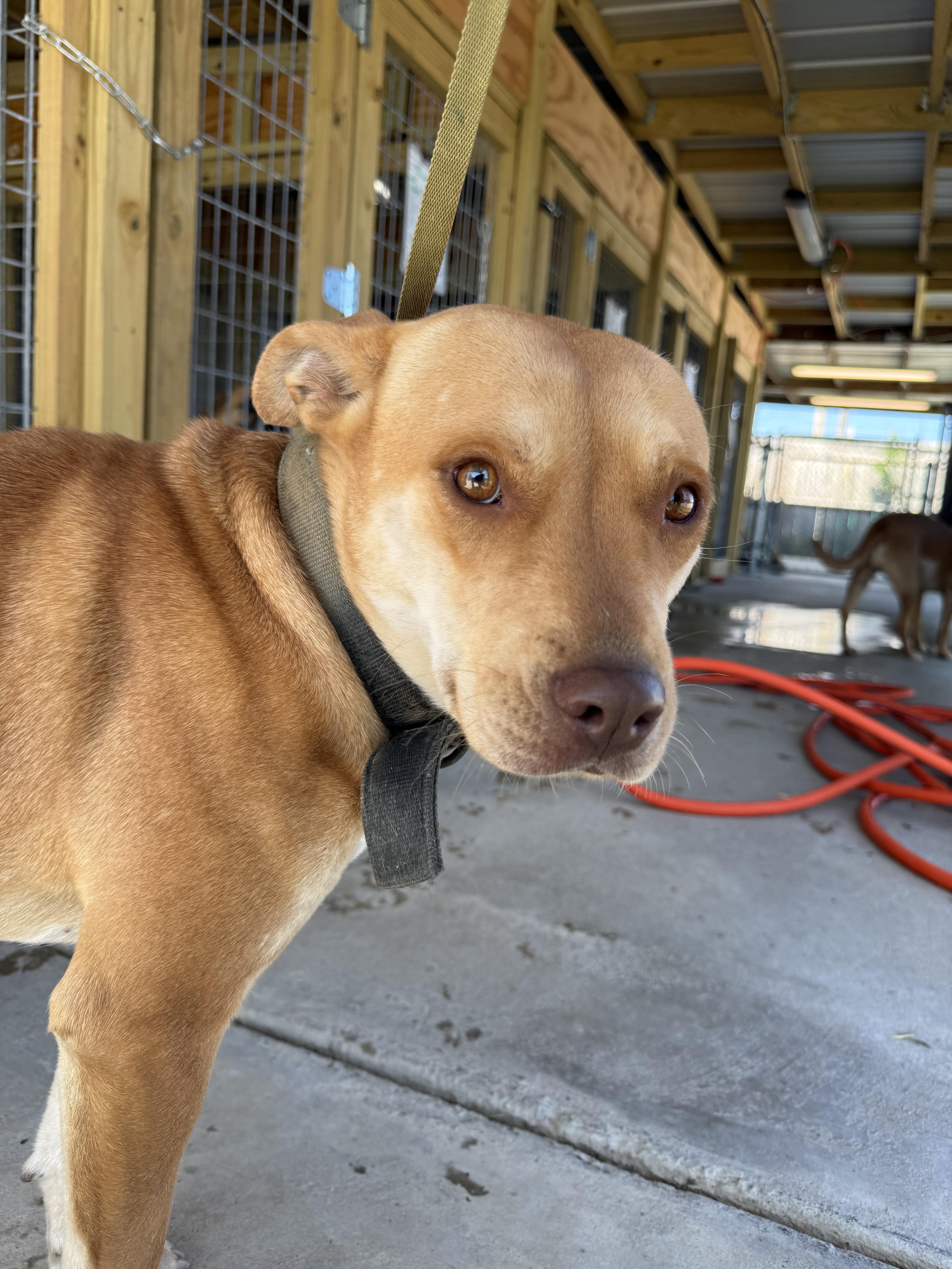 Lucy, Adoptable, Young Female Labrador Retriever.