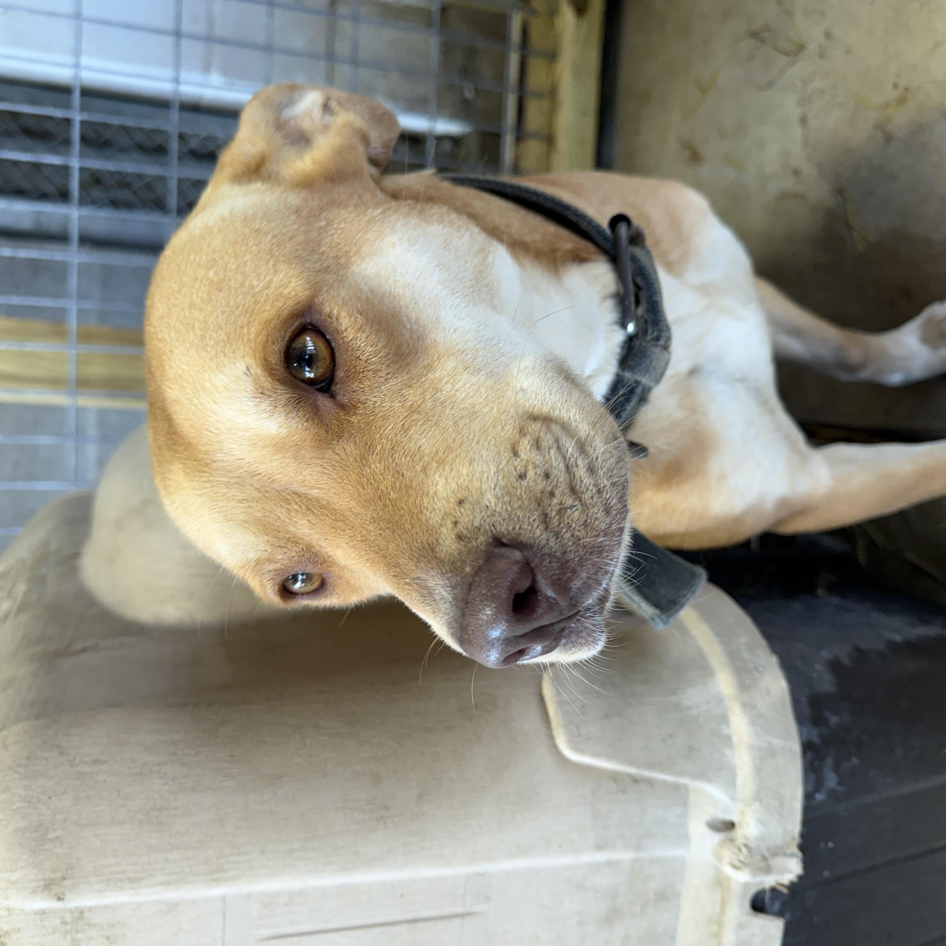 Lucy, an adopted mixed breed in Lewisburg, TN image 2/2