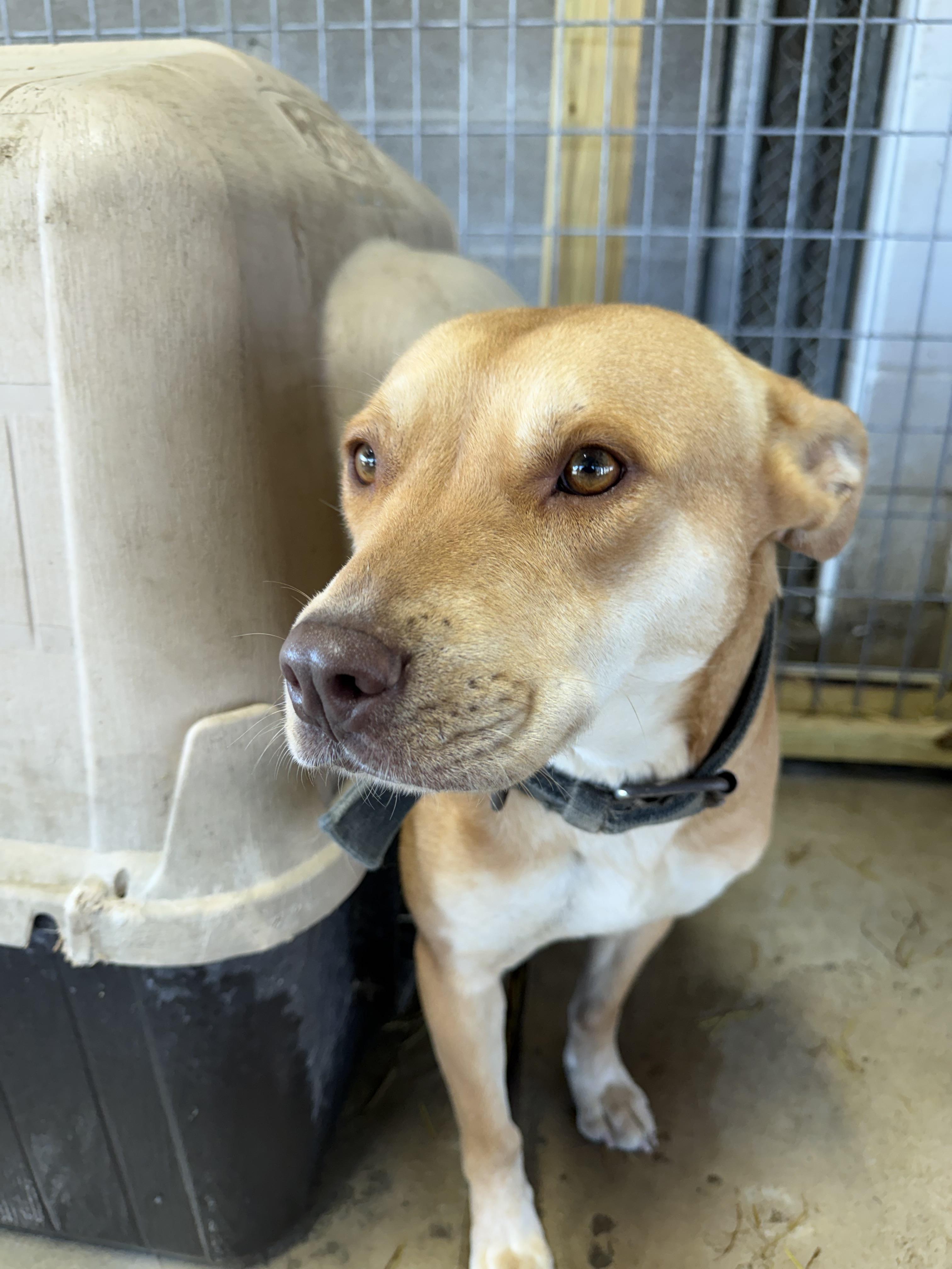 Lucy, a Adoptable mixed breed in Lewisburg, TN image 2/2