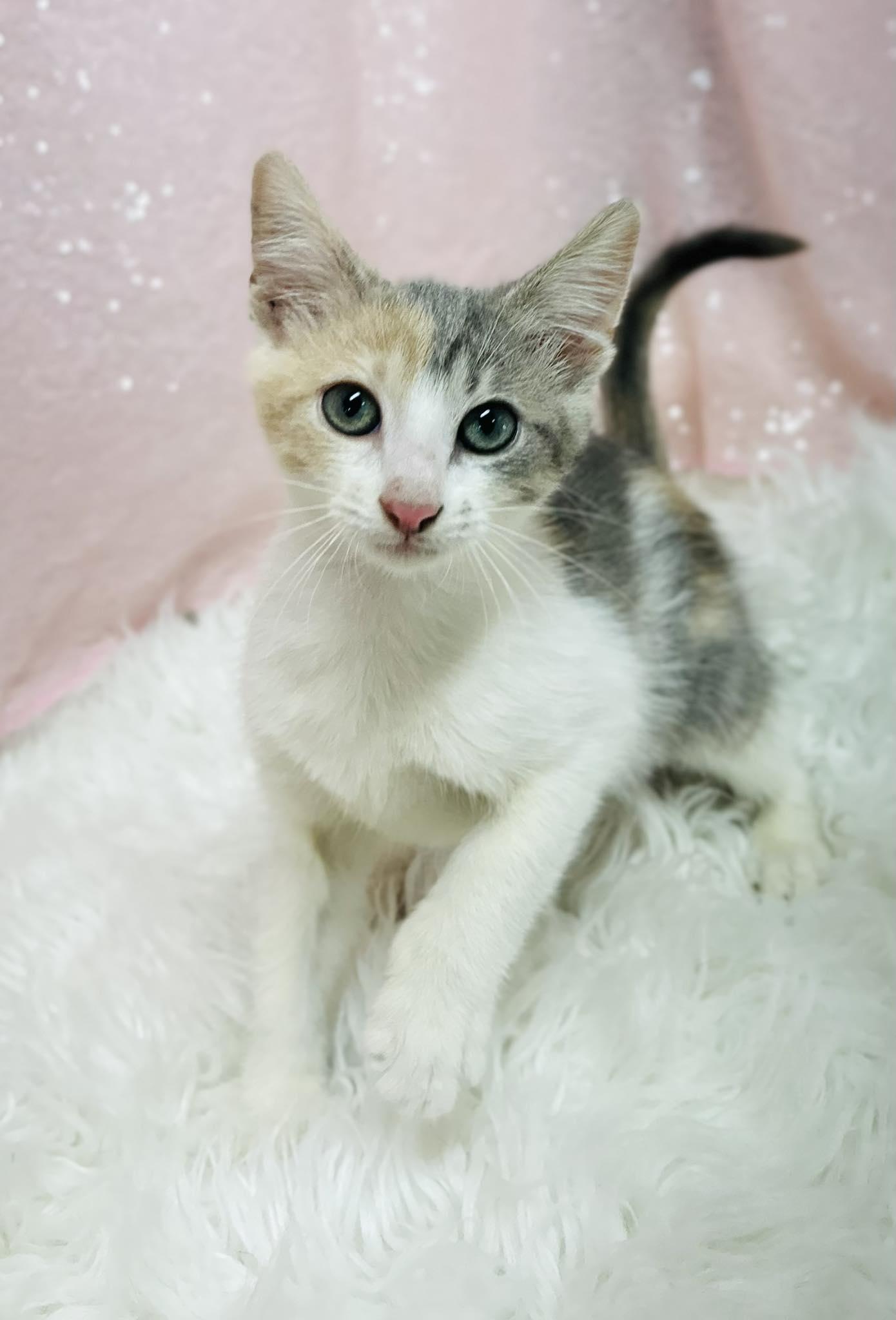 Enlarge Blueberry Muffin, a Adopted Domestic Short Hair in Clarkesville, GA image 1/1