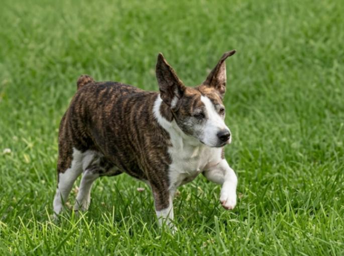 Twix (aka Trixie), a Adoptable mixed breed in Georgetown, OH image 1/3