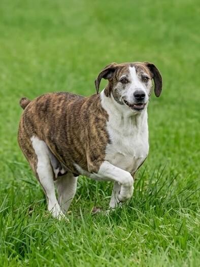 Twix (aka Trixie), a Adoptable mixed breed in Georgetown, OH image 2/3