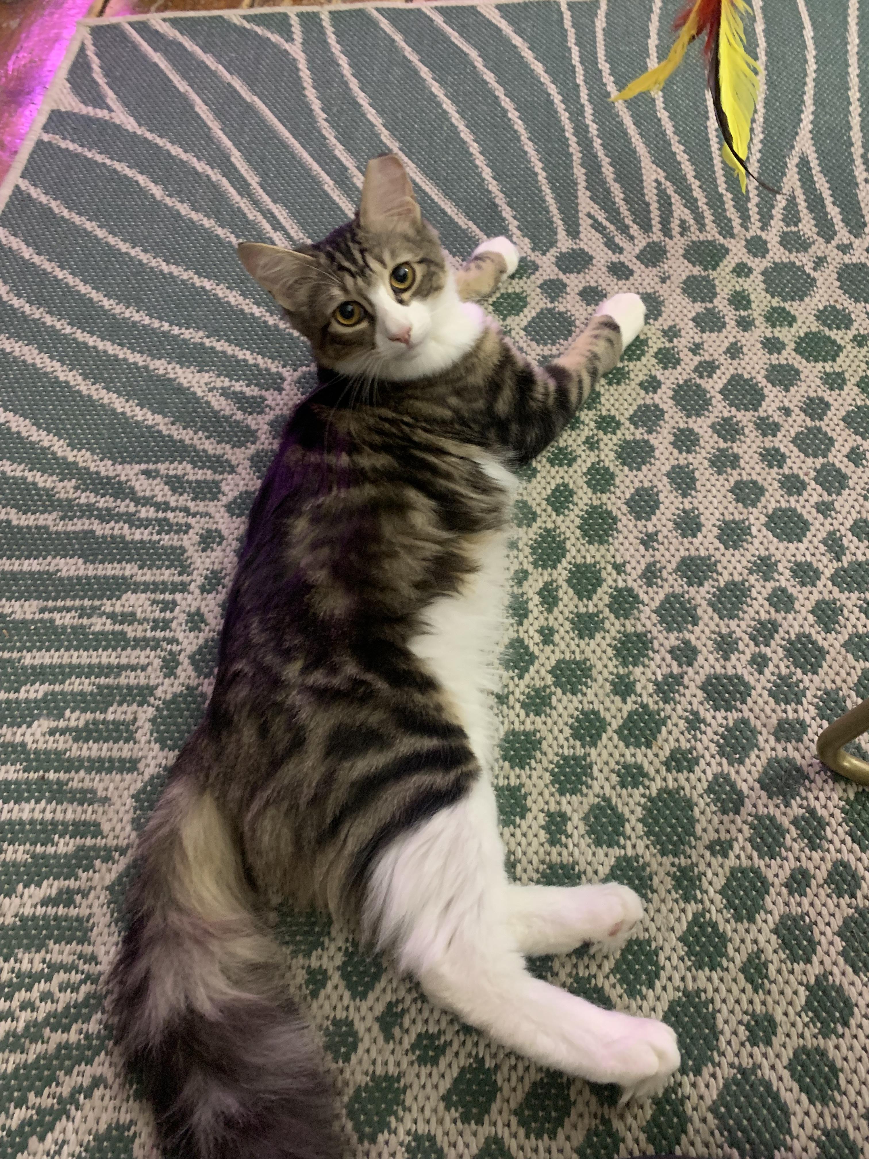 Enlarge Peppermint , an adopted mixed breed in Jersey City, NJ image 3/4