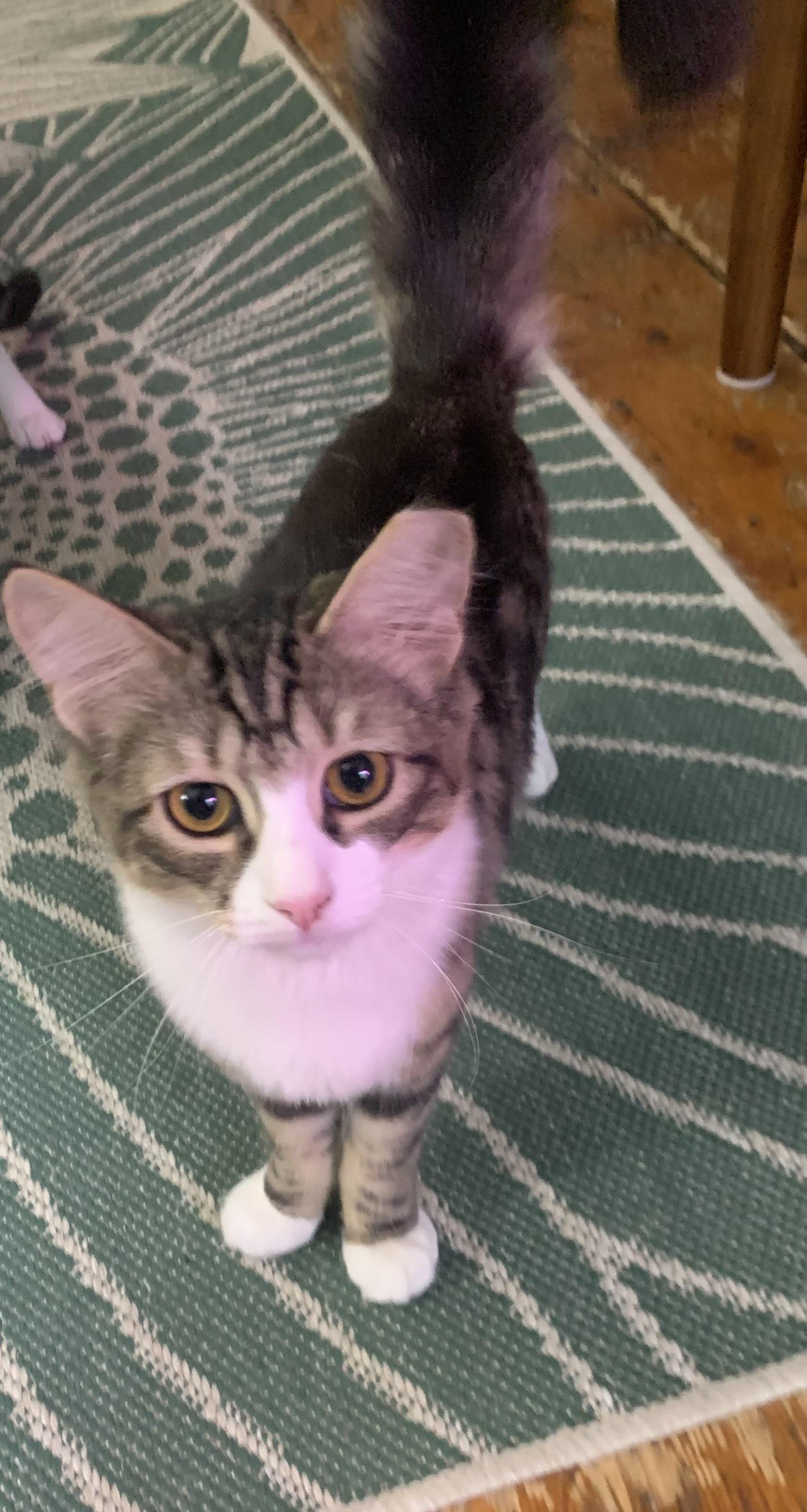 Enlarge Peppermint , an adopted mixed breed in Jersey City, NJ image 2/4