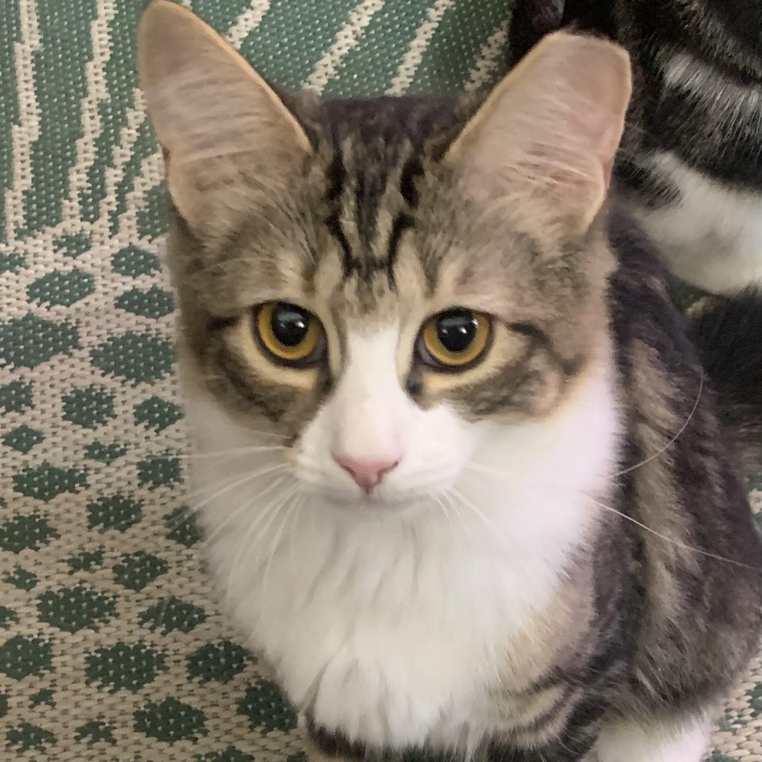 Peppermint , adopted, Young Female Domestic Medium Hair & Domestic Long Hair.