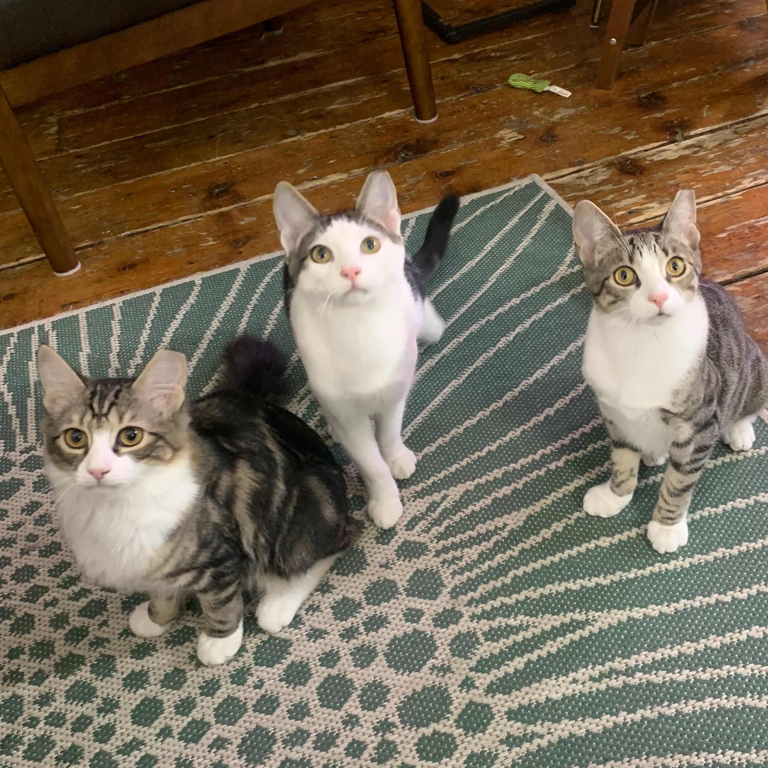 Enlarge Peppermint , an adopted mixed breed in Jersey City, NJ image 4/4