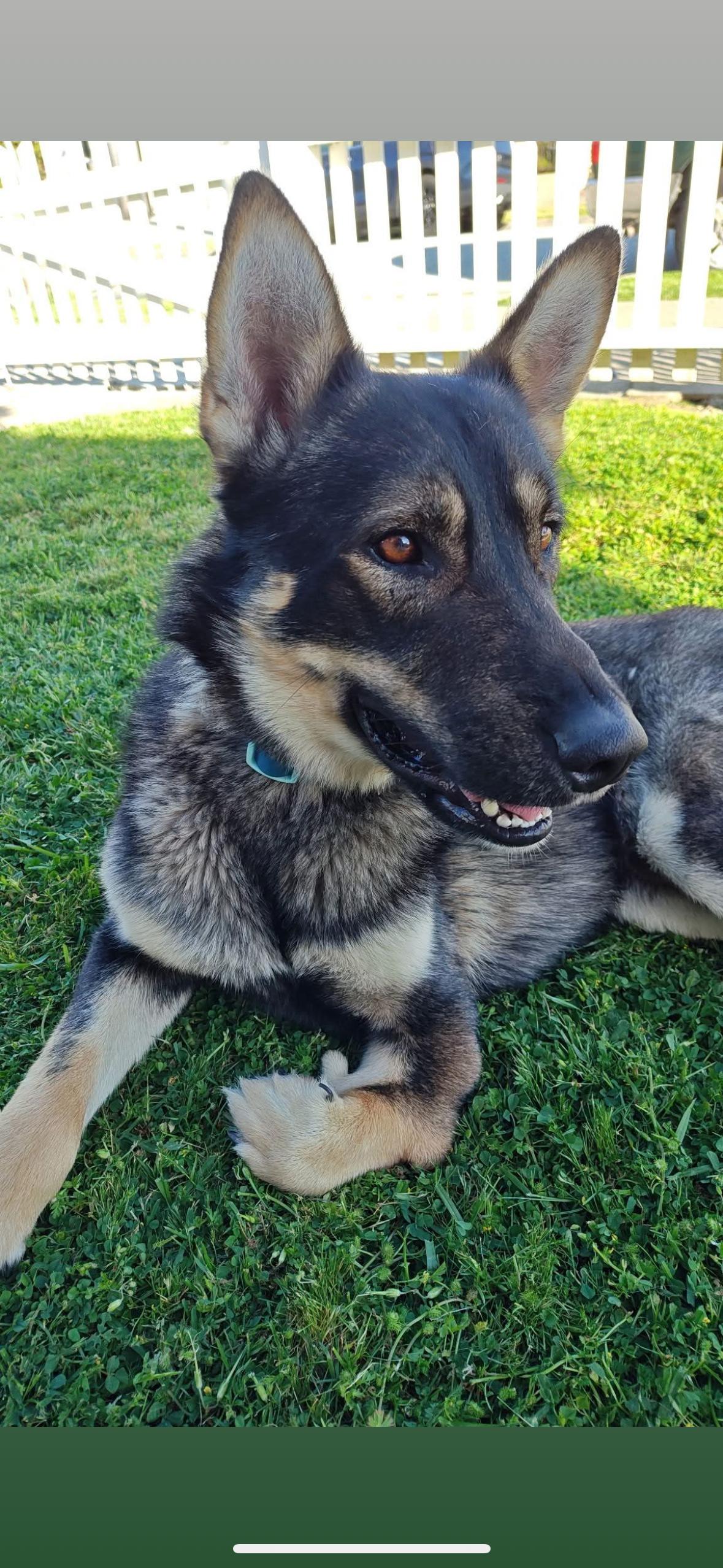Tahoe, a Adoptable mixed breed in South San Francisco , CA image 2/5