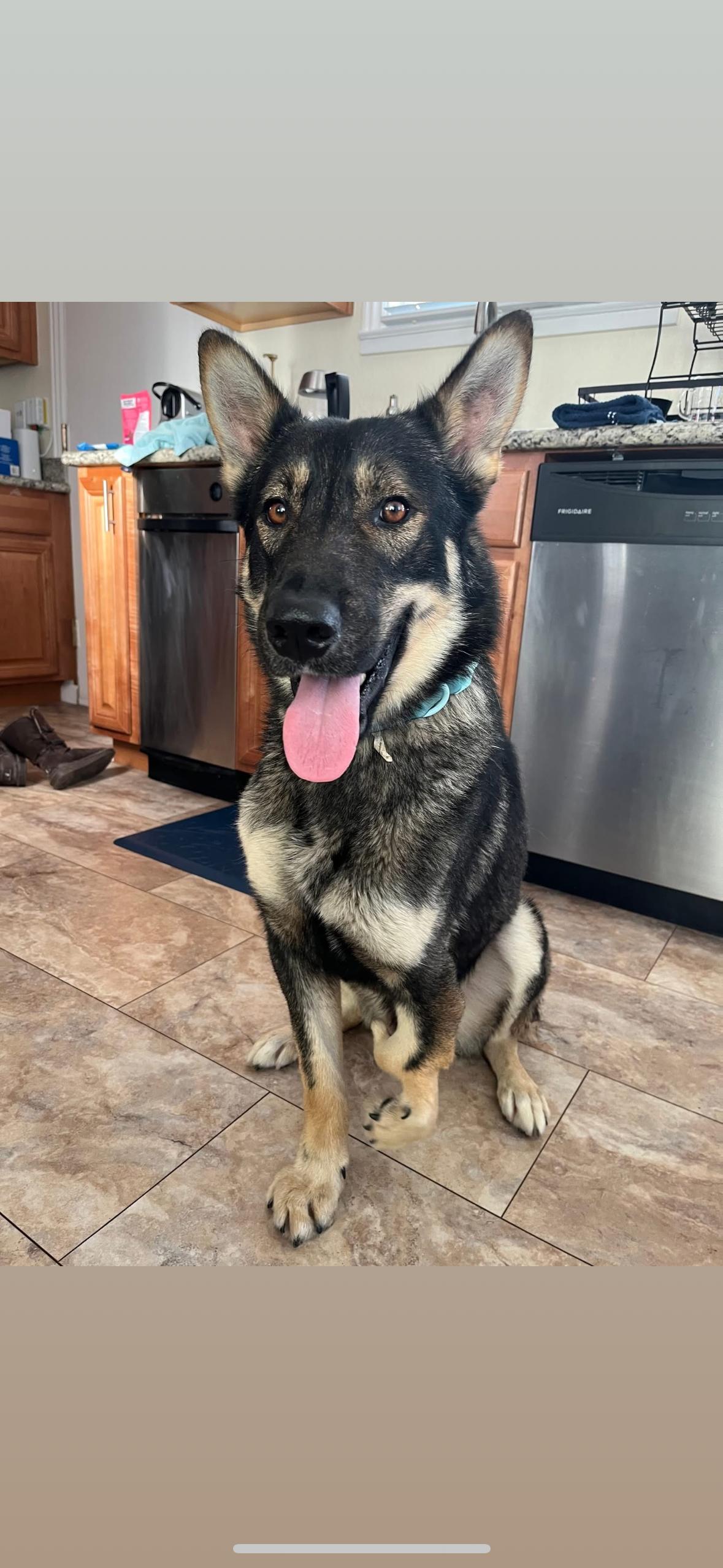 Tahoe, a Adoptable mixed breed in South San Francisco , CA image 3/5