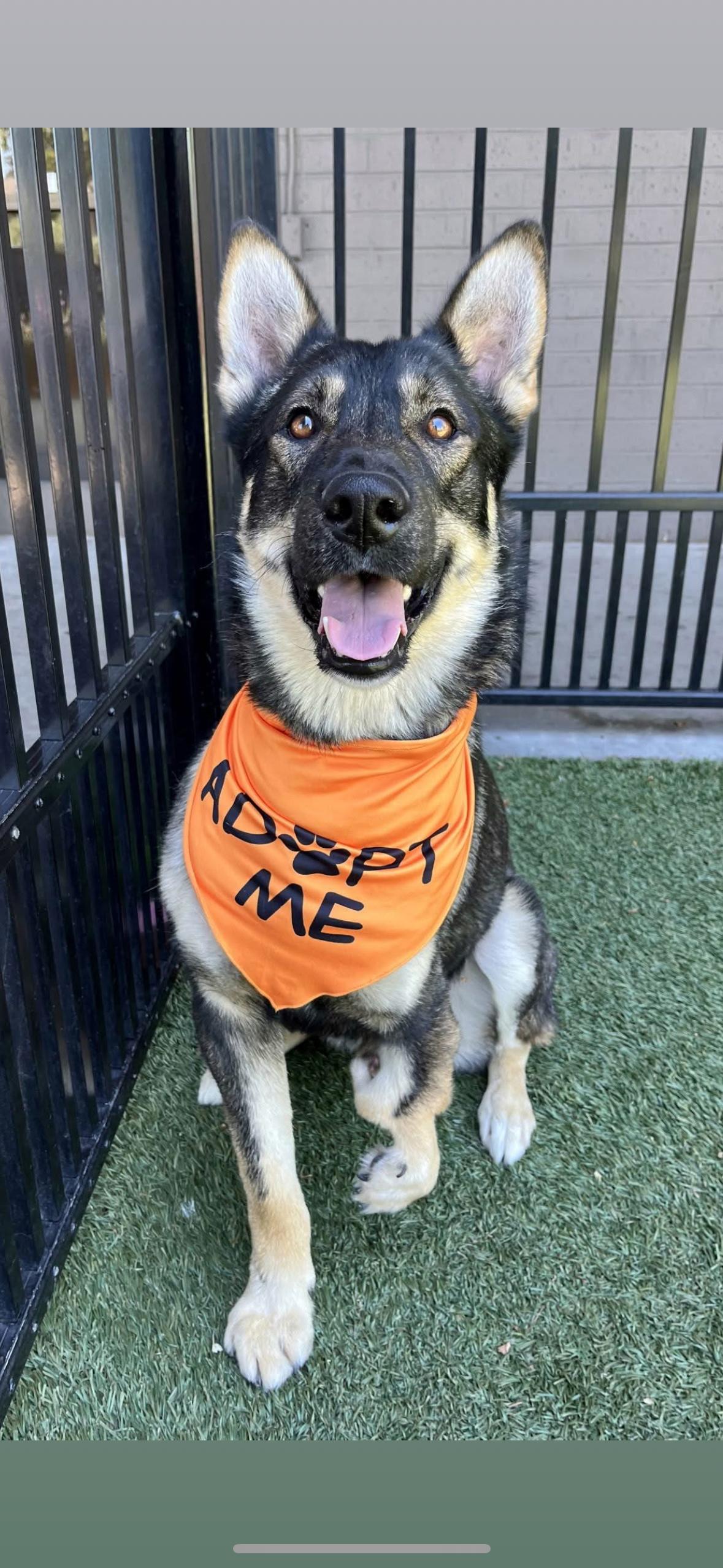 Tahoe, Adoptable, Young Male German Shepherd Dog.