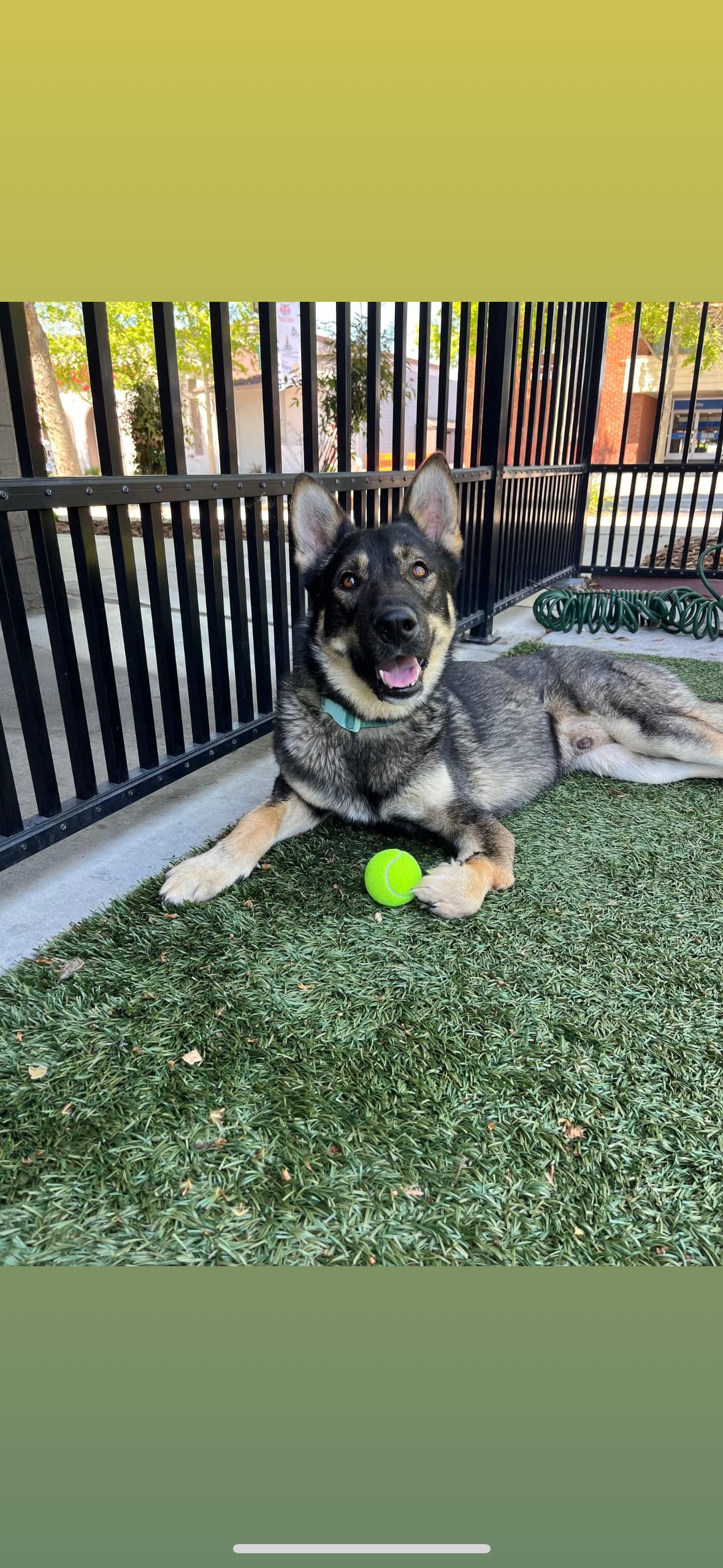 Tahoe, a Adoptable mixed breed in South San Francisco , CA image 4/5