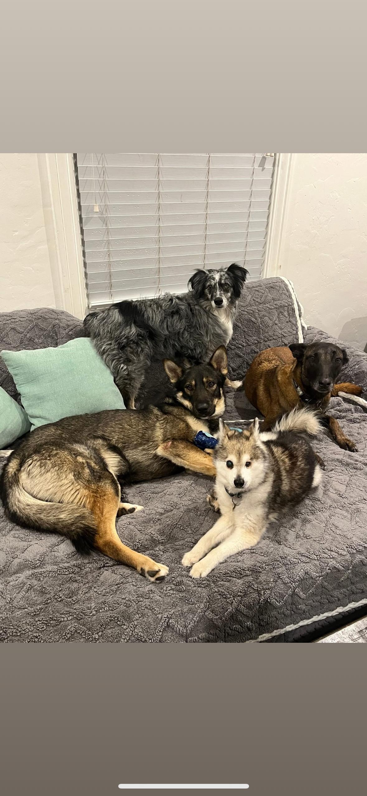 Tahoe, a Adoptable mixed breed in South San Francisco , CA image 5/5