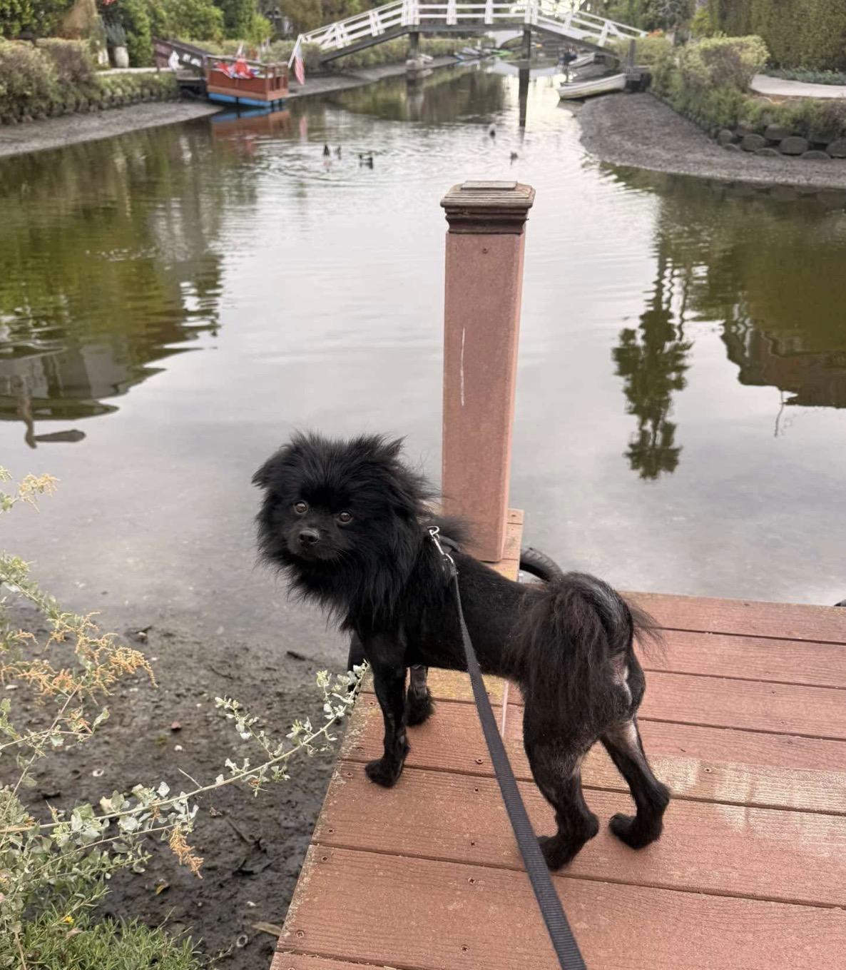 Enlarge Bobo, a Adopted Pomeranian in Upland, CA image 3/4