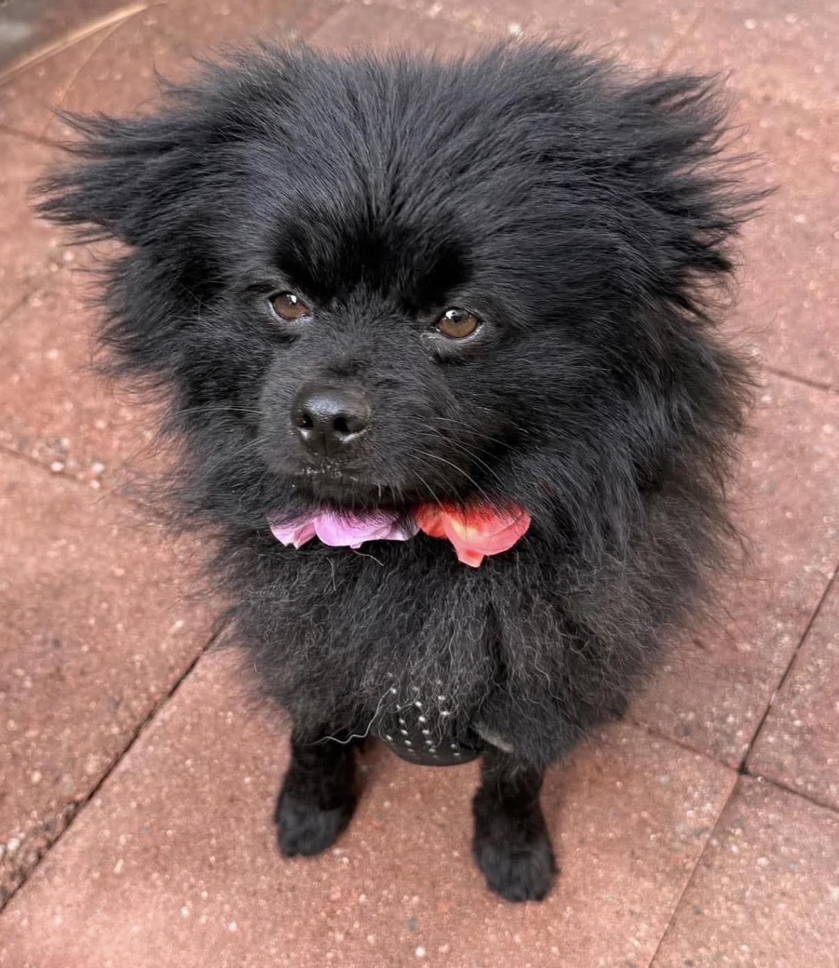 Bobo, Adopted, Young Male Pomeranian.