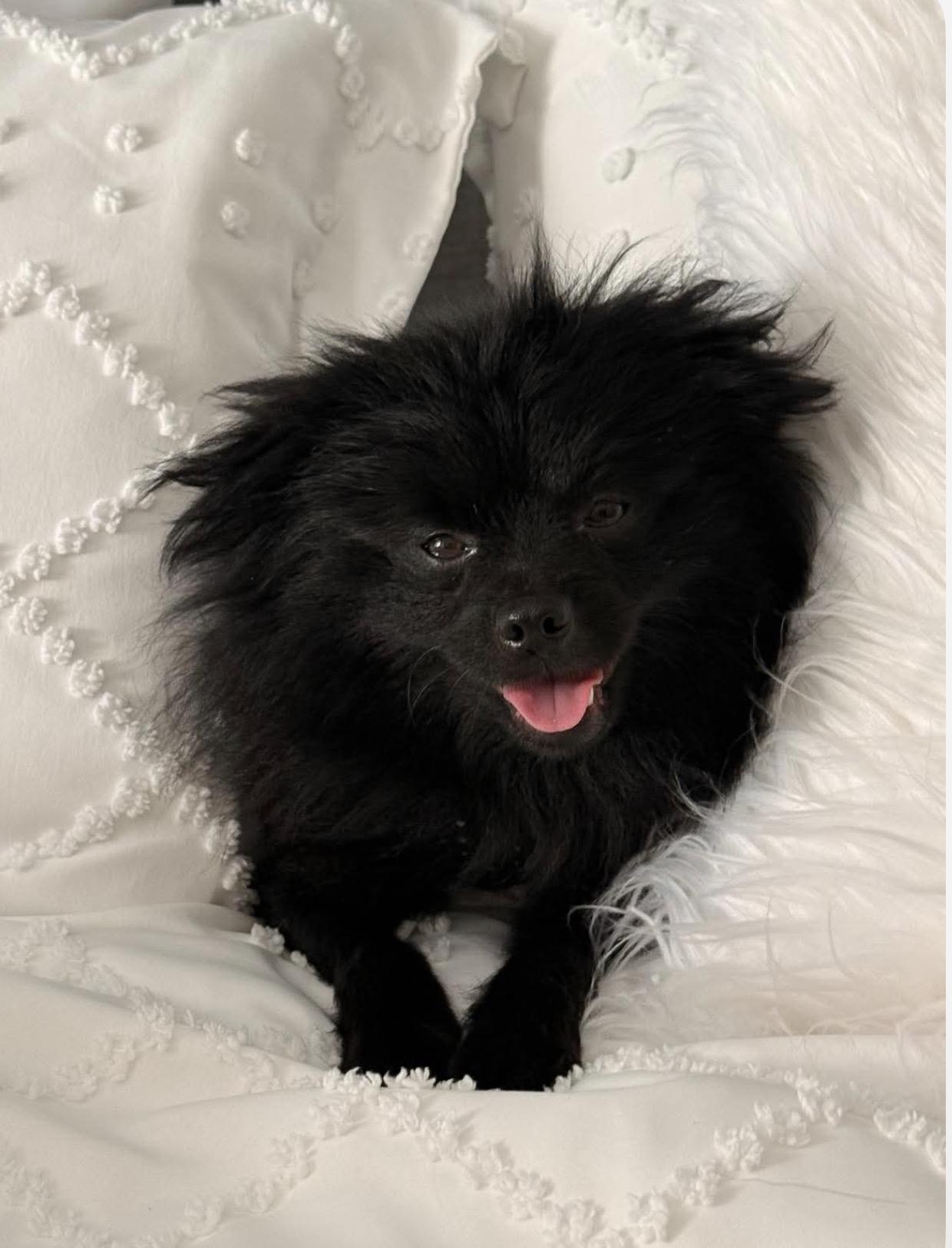 Enlarge Bobo, a Adopted Pomeranian in Upland, CA image 2/4