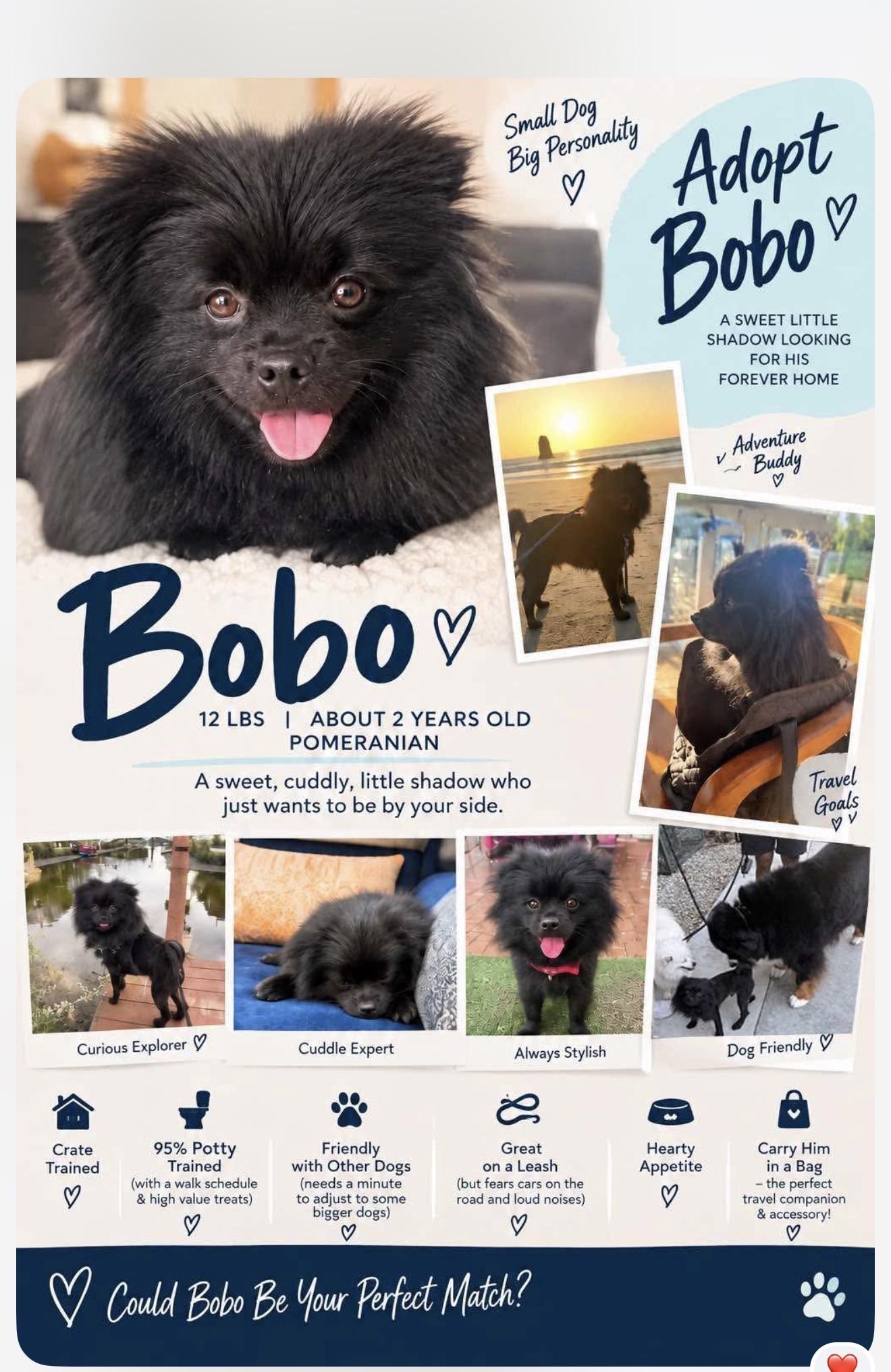 Enlarge Bobo, a Adopted Pomeranian in Upland, CA image 4/4